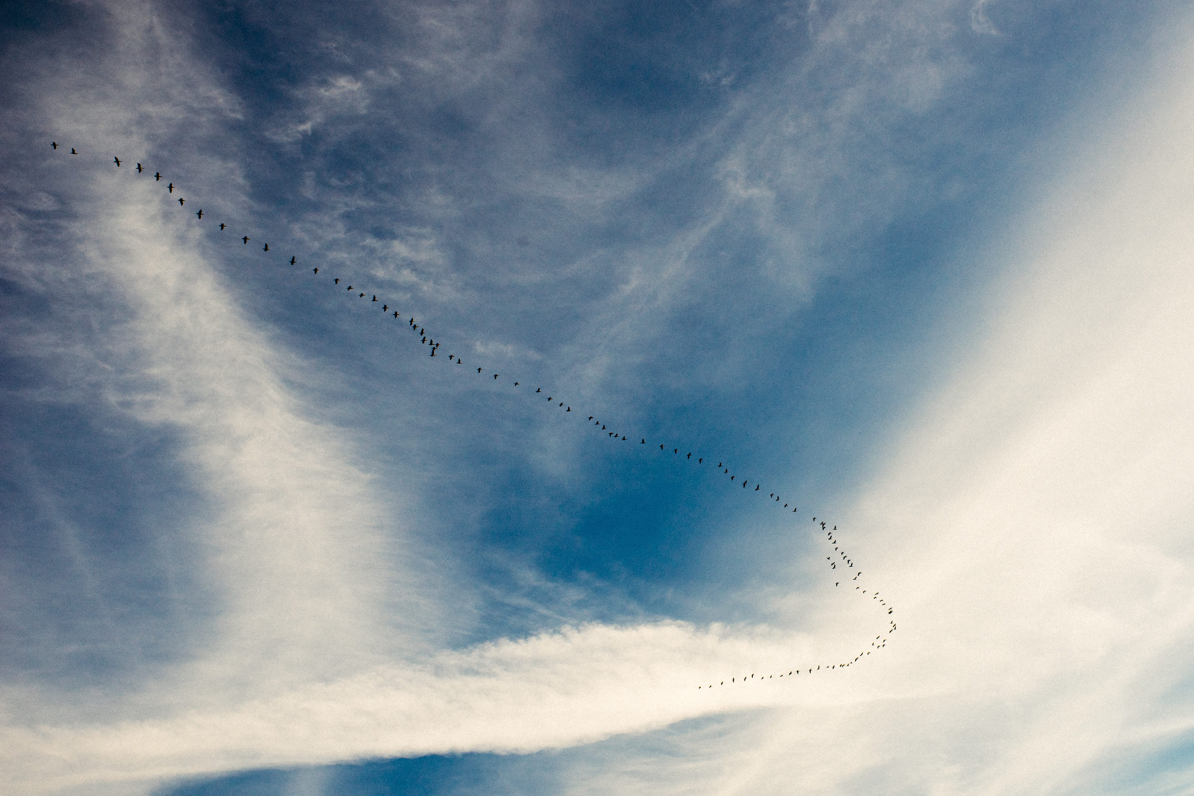 Migration of birds, animals, nature, blue, sky, cloud - Sky, cloudscape