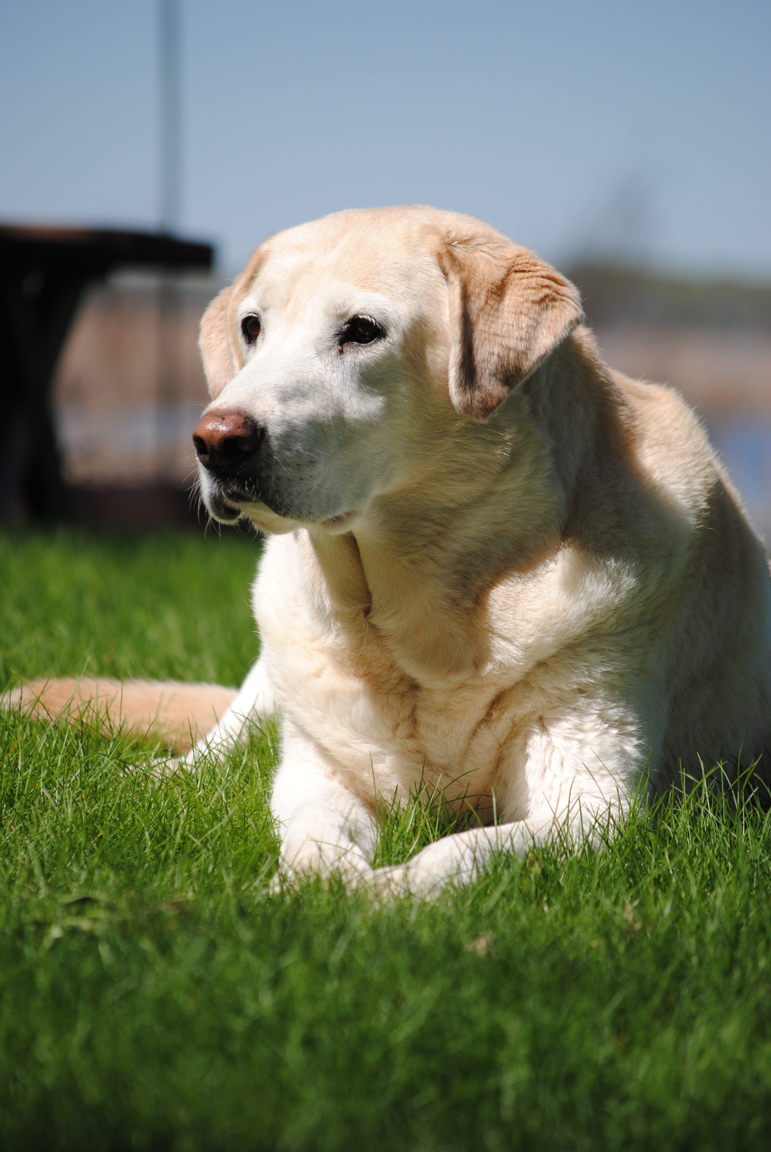 dog, yellow lab, labrador, retriever, summer, mammal, outdoor