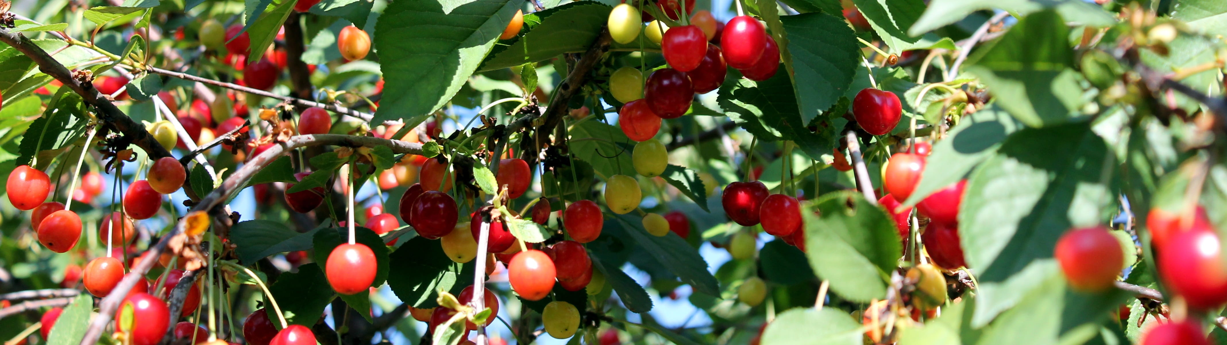 cherries, tree, cherry tree, nature, spring, blossom, plant