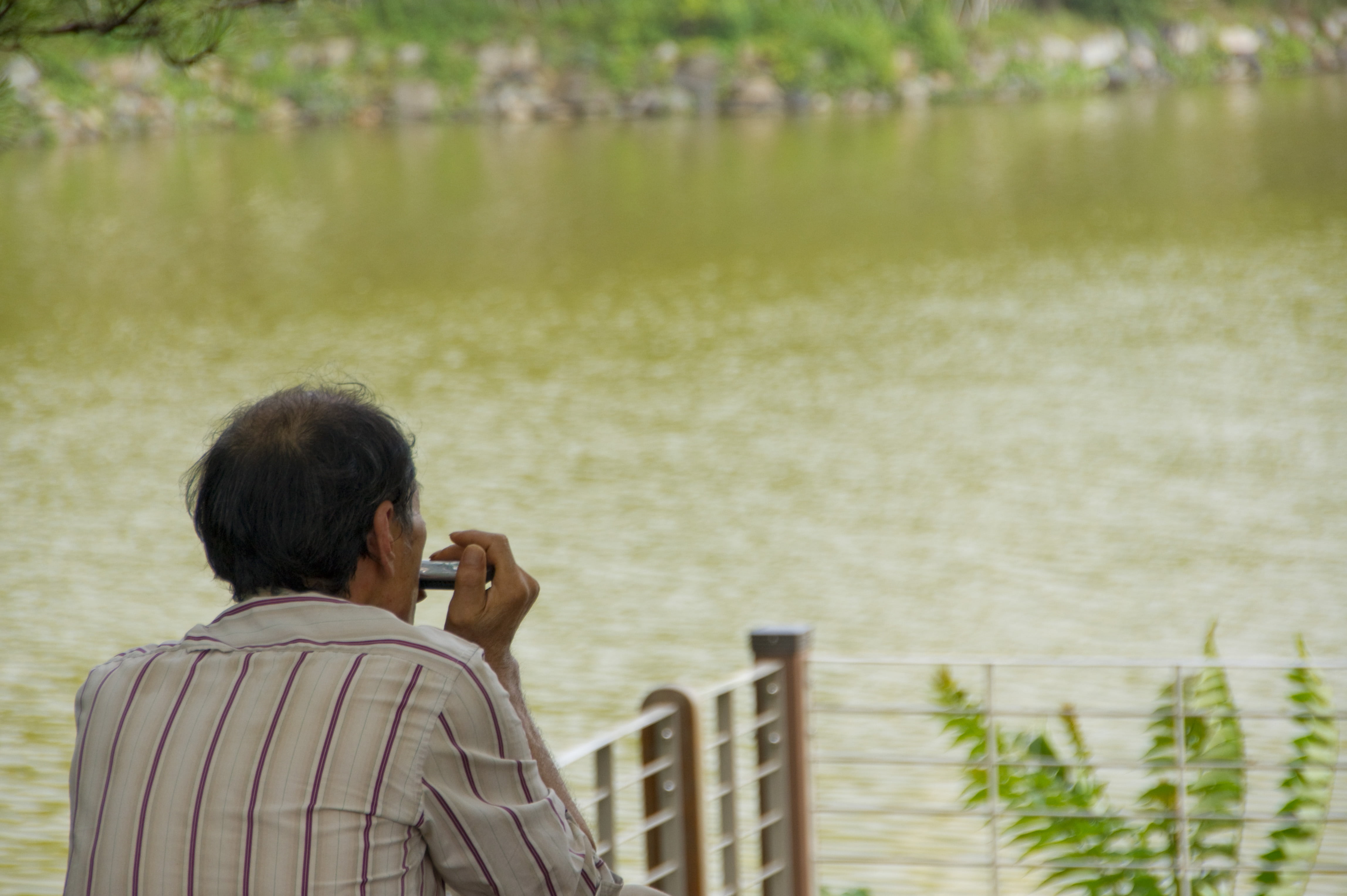 elderly, memory, harmonica, performers, rear view, one person