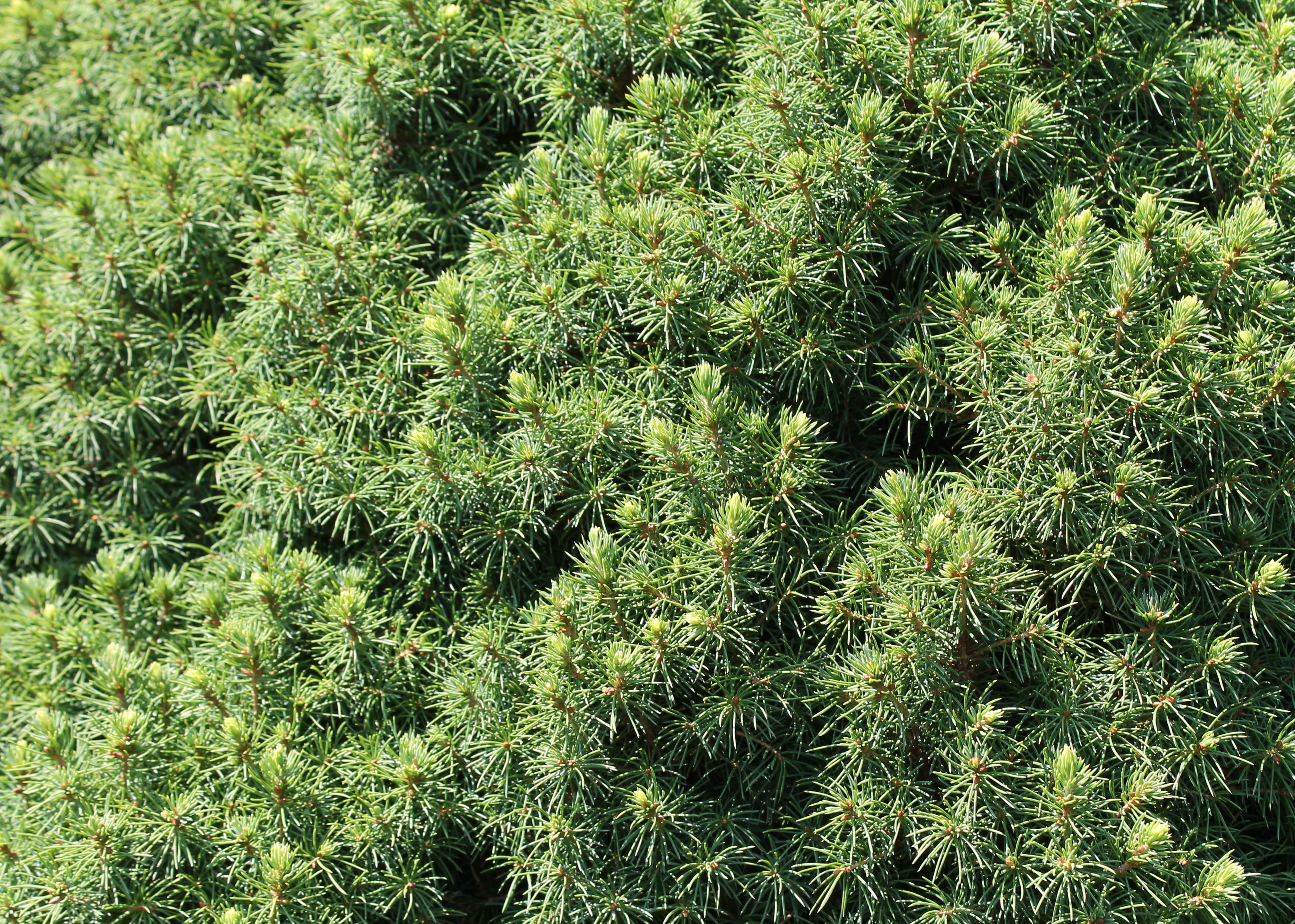 background and textures, pine, wood, pattern, nature, natural