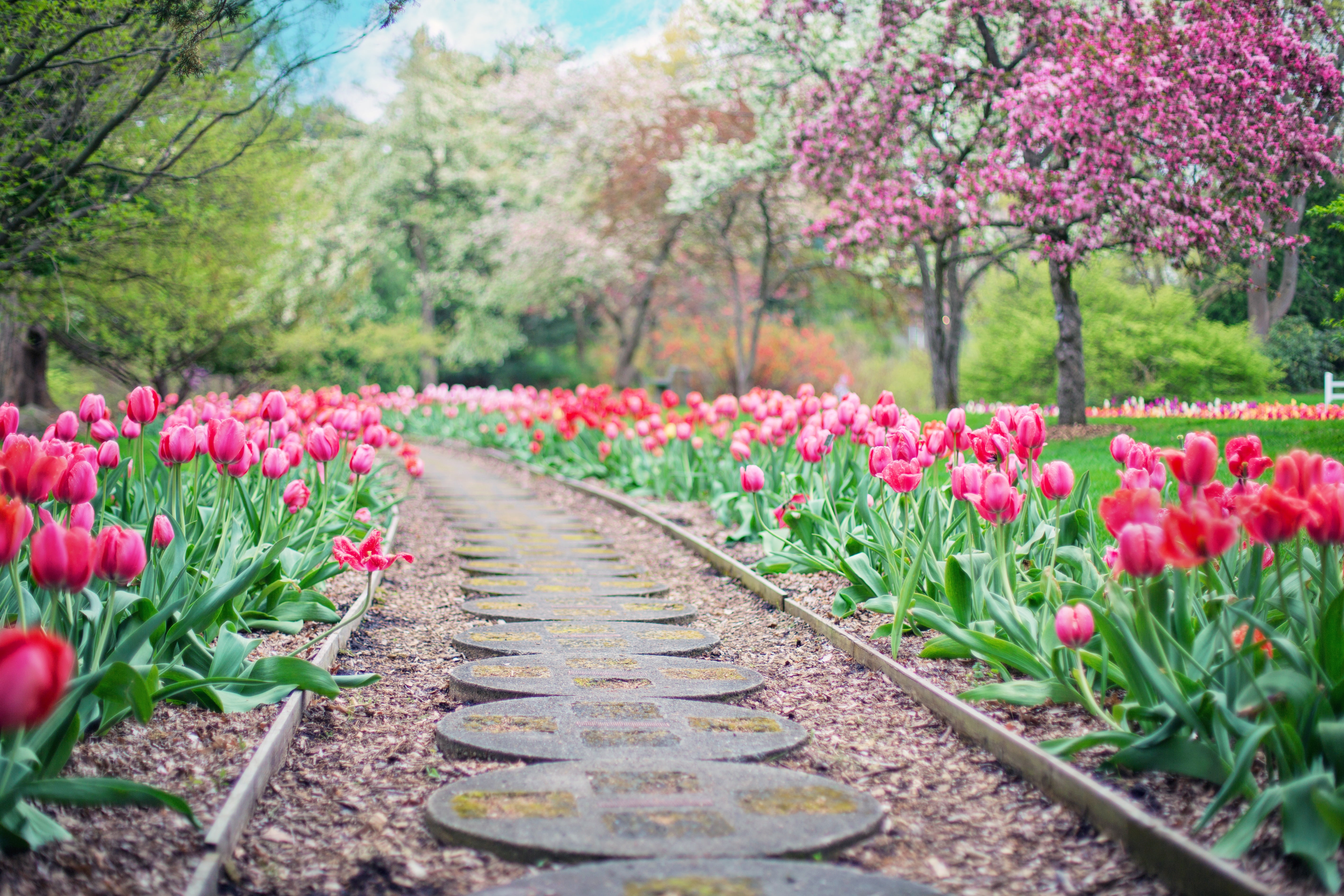 desire road in between pink tulip flower field, pathway, pink tulips