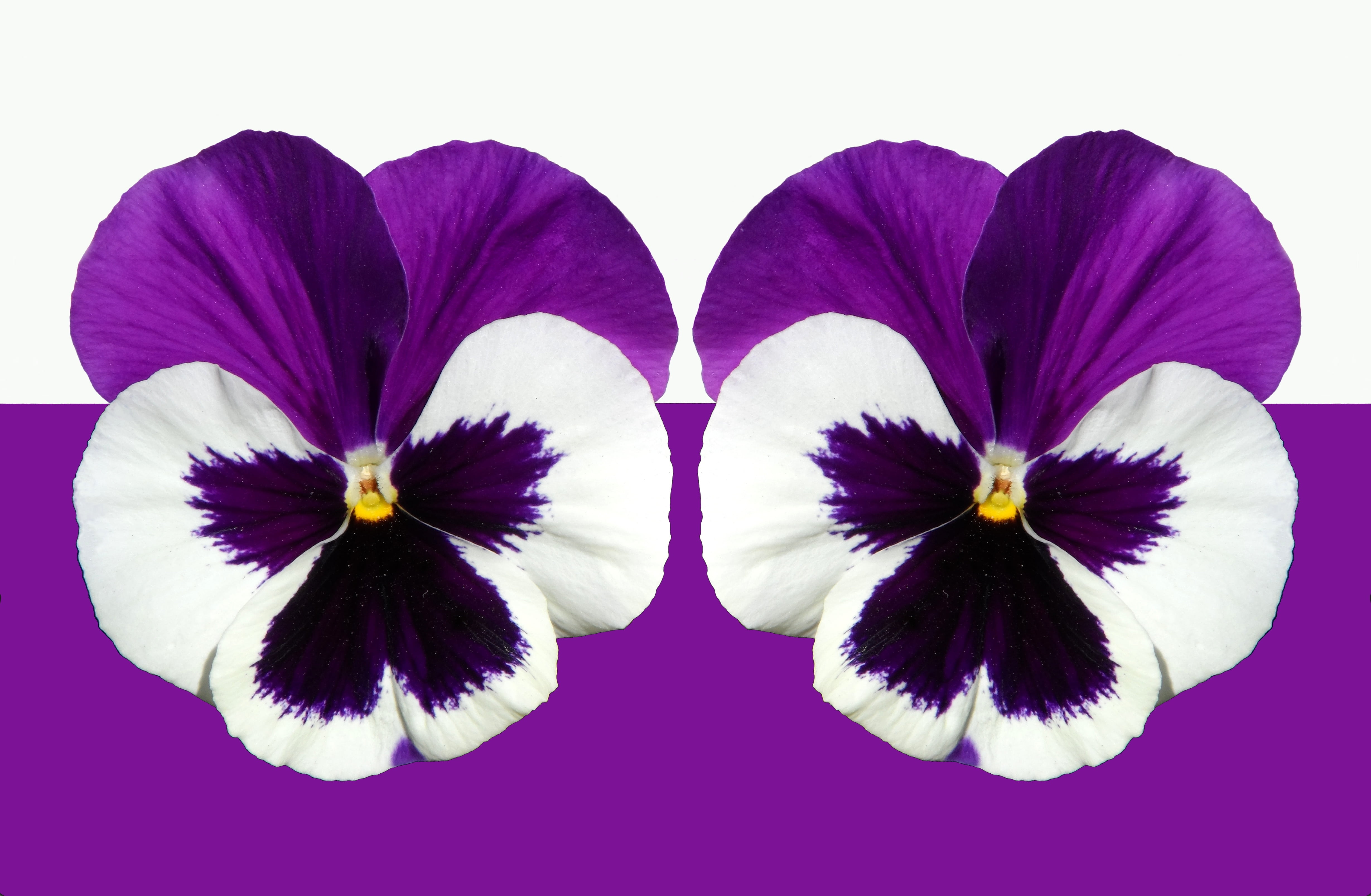 purple and white flowers, pansy, violet, light, blossom, bloom