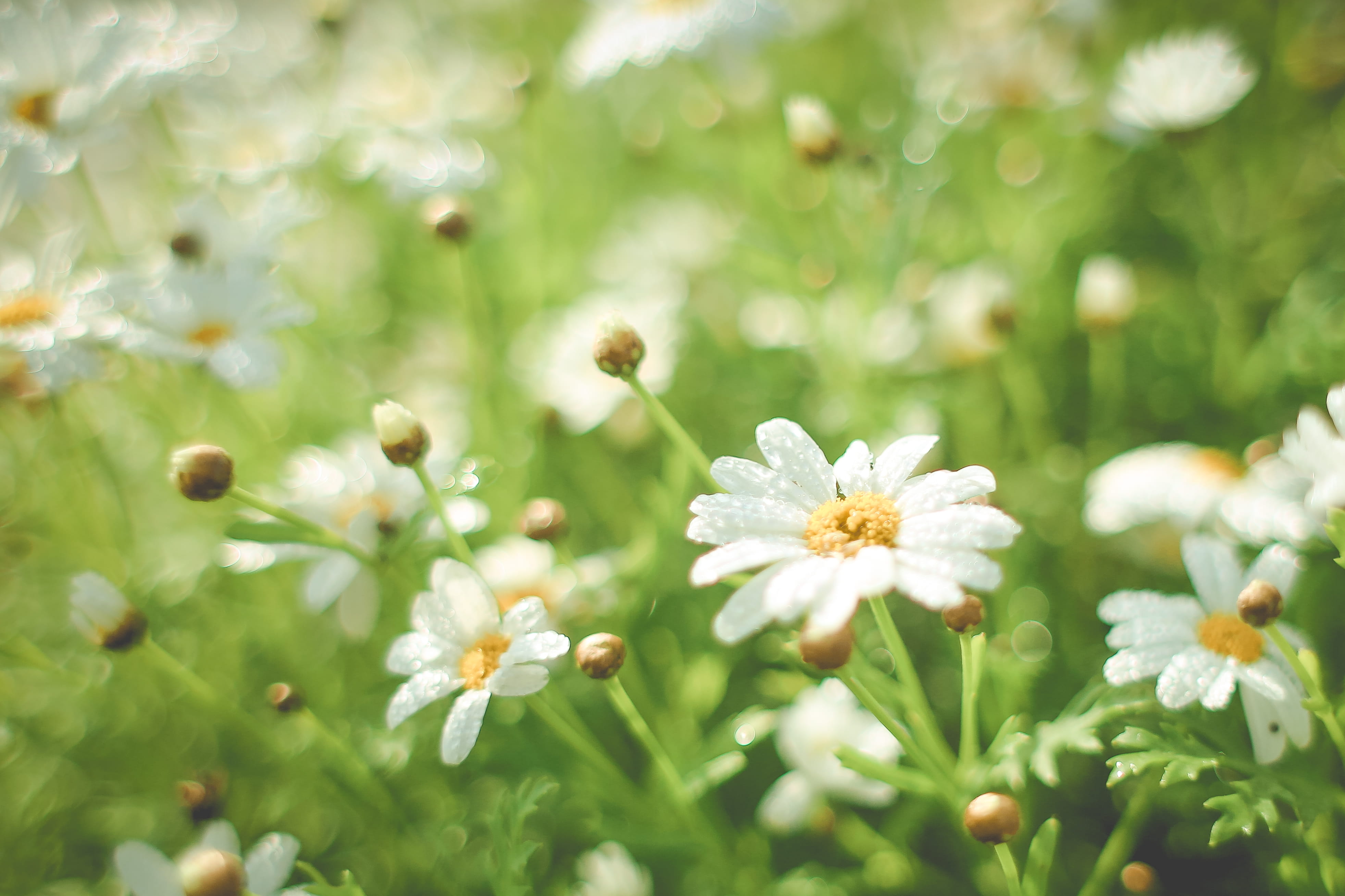 Summer Daisy Field, flowers, green, nature, plant, green Color