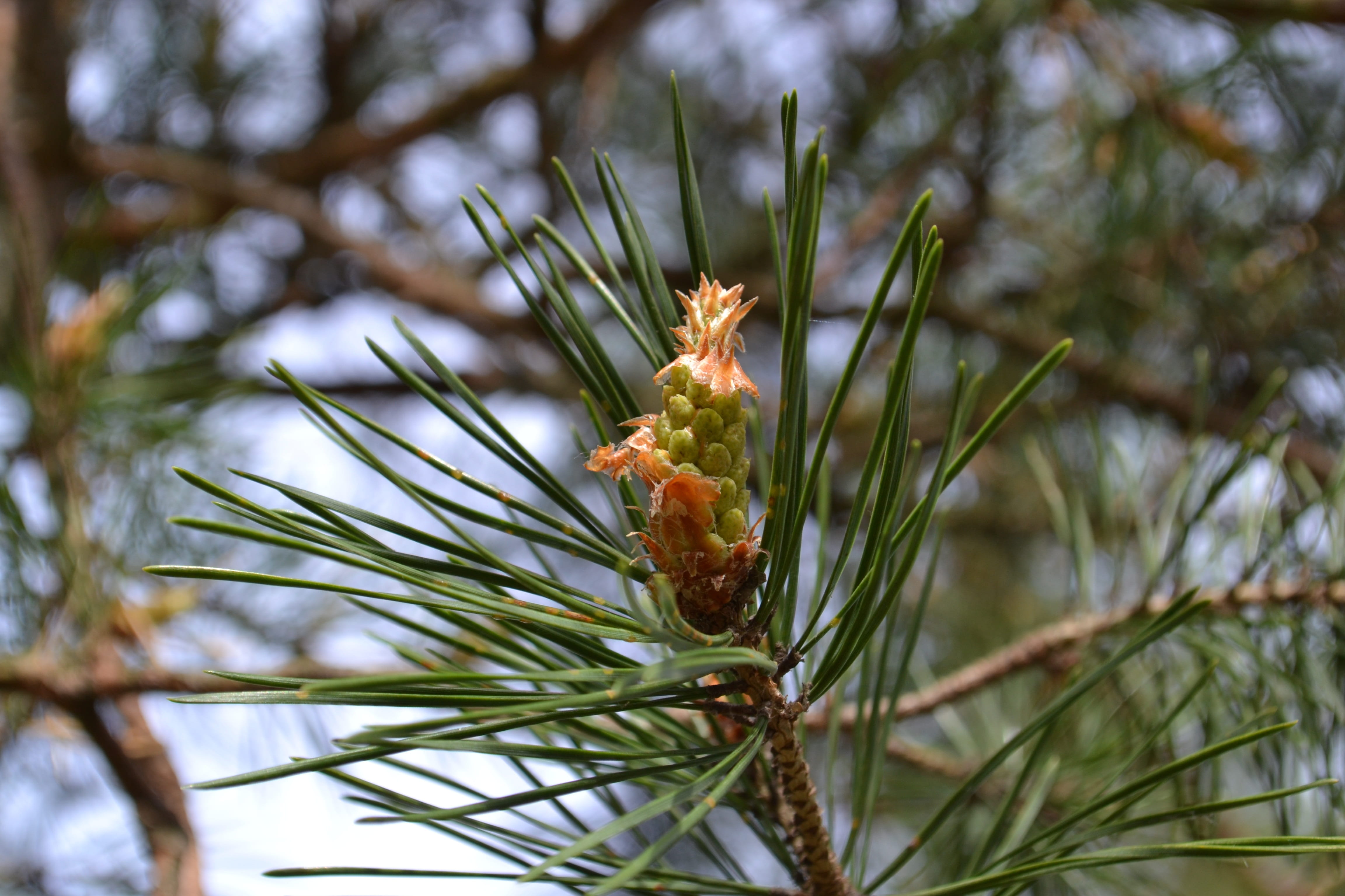 Spring, Forest, Pine, tree, focus on foreground, pine tree
