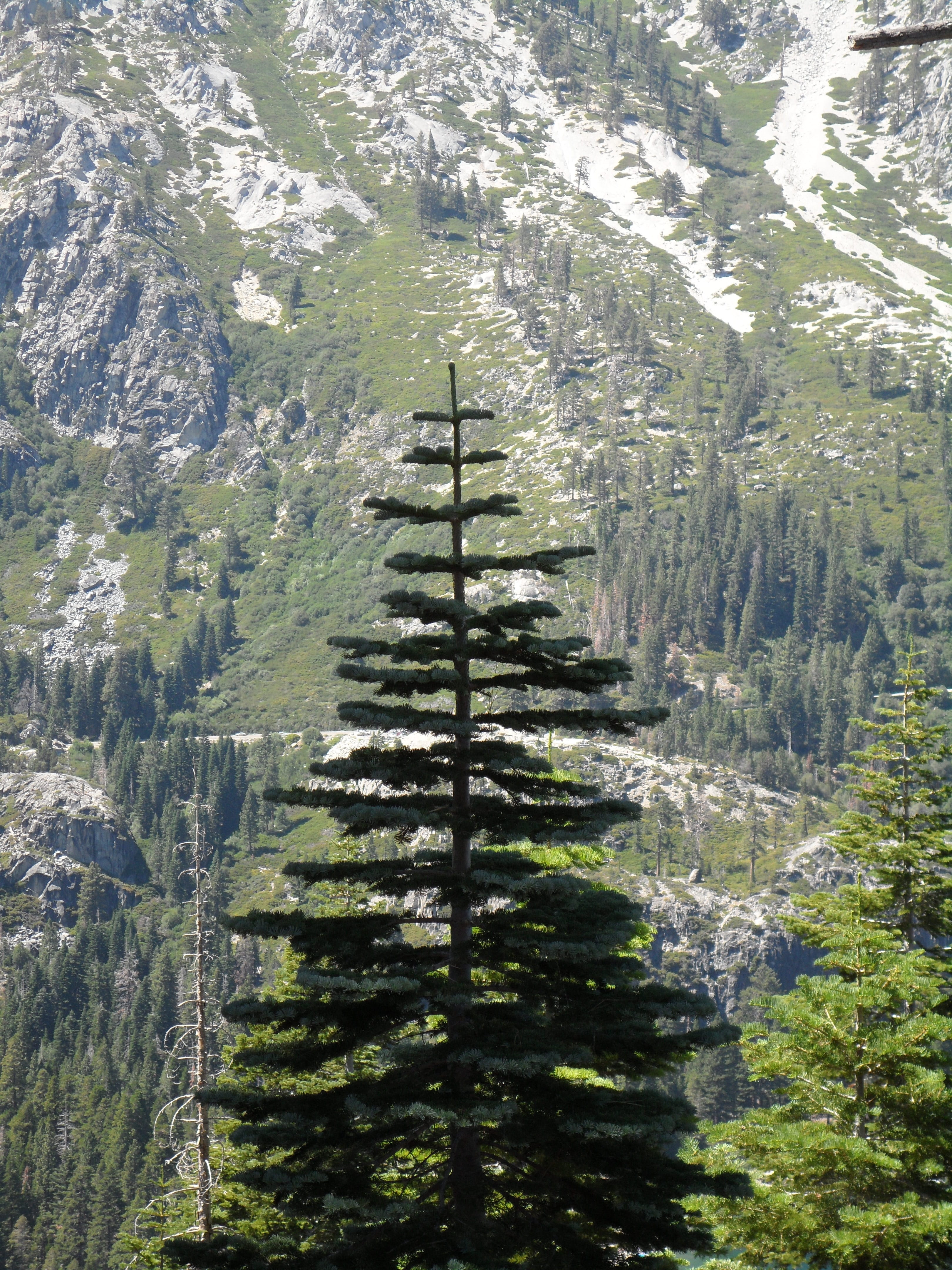 Pine Tree, Pine, Forest, Outdoors, scenery, wilderness, mountain