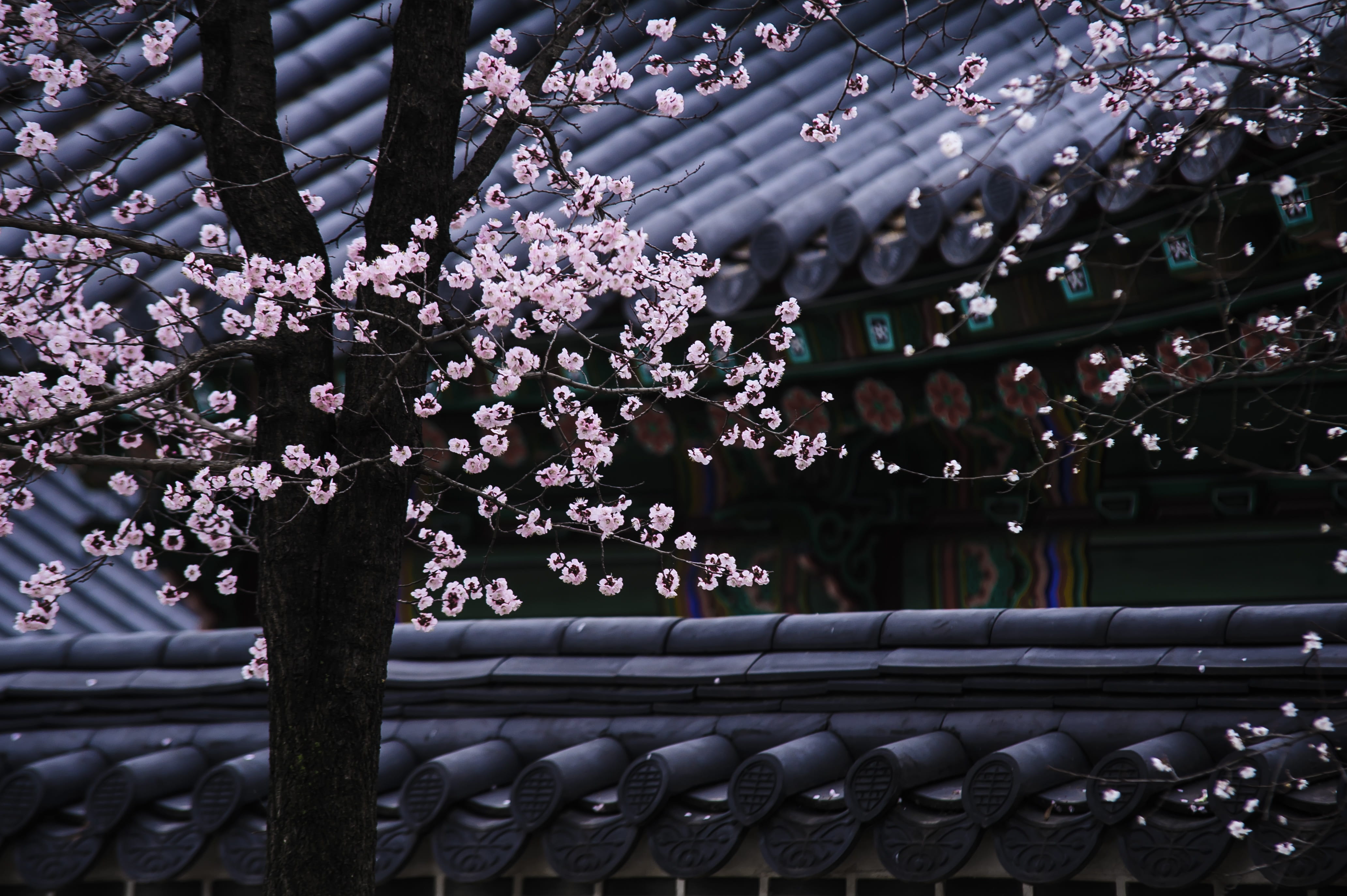 flowering cherry blossom tree, republic of korea, traditional