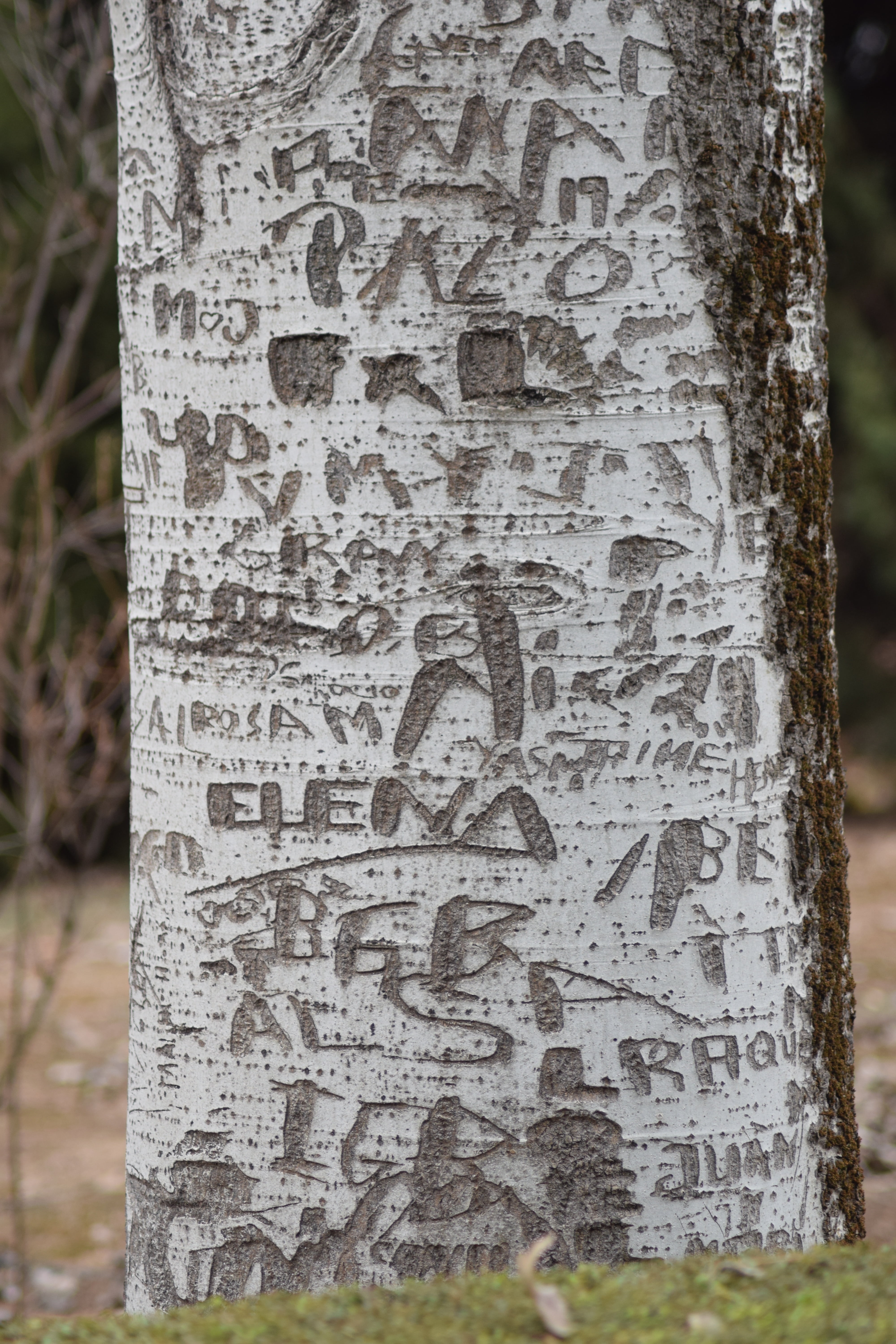 tree, name s, bark, marked, trunk, tree trunk, text, focus on foreground