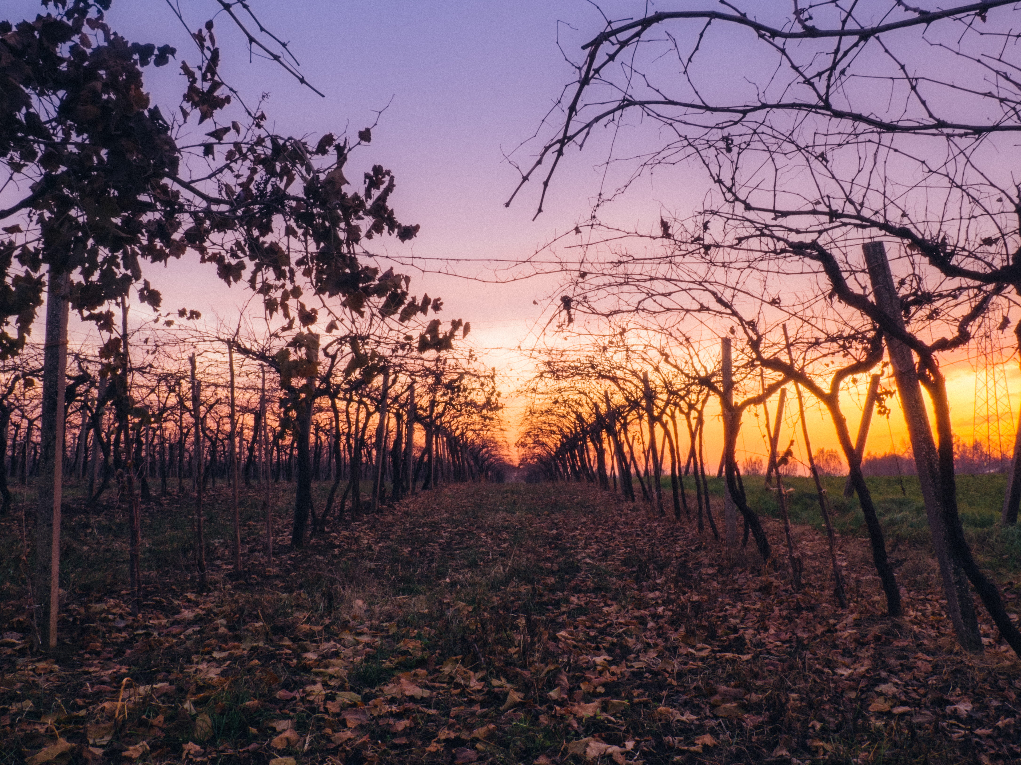 pathway between bare trees during orange sunset, gray bare trees under blue sky at sunset