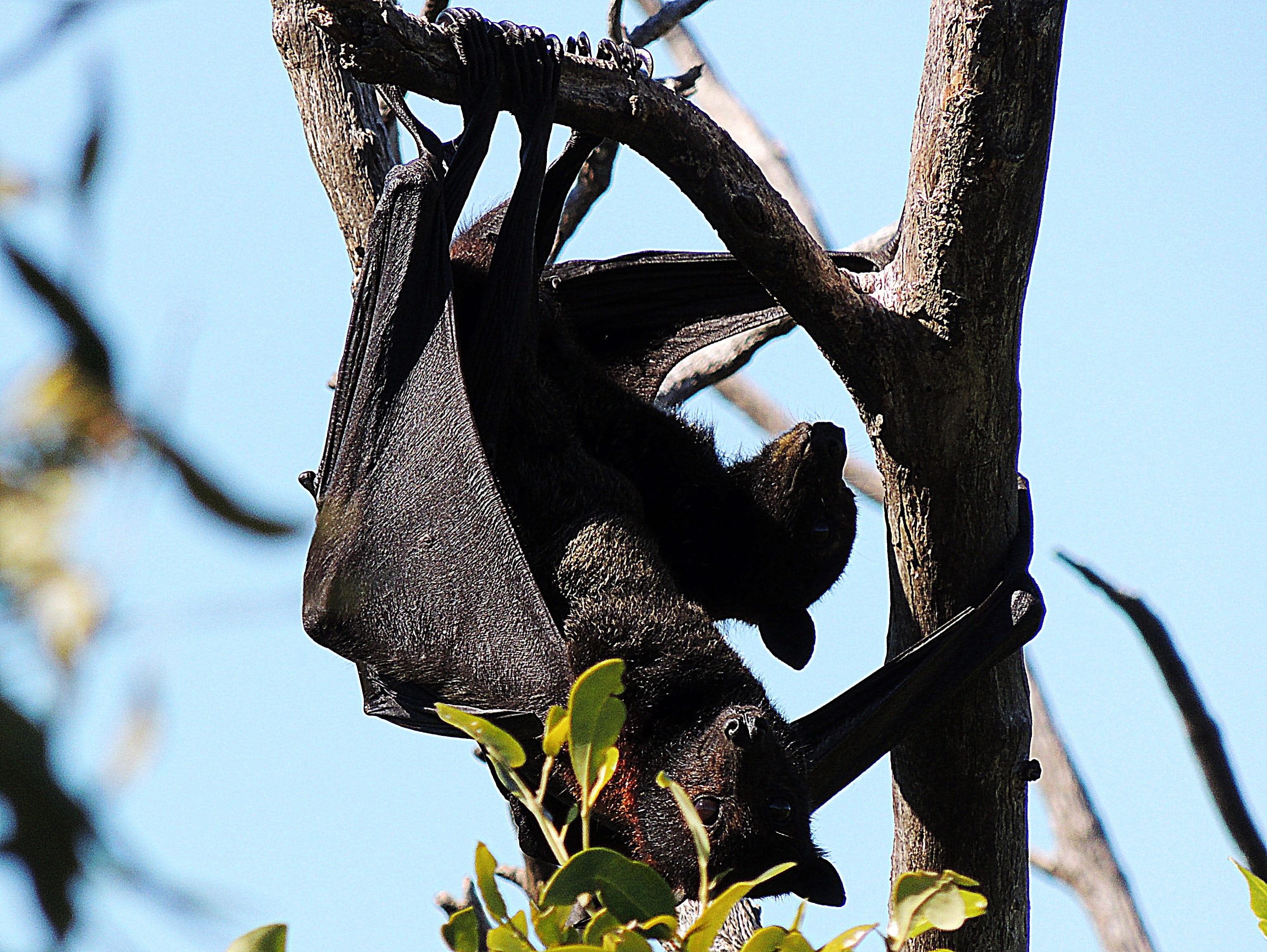 Free download | HD wallpaper: bat, flying, fox, fruit, tree, playing ...