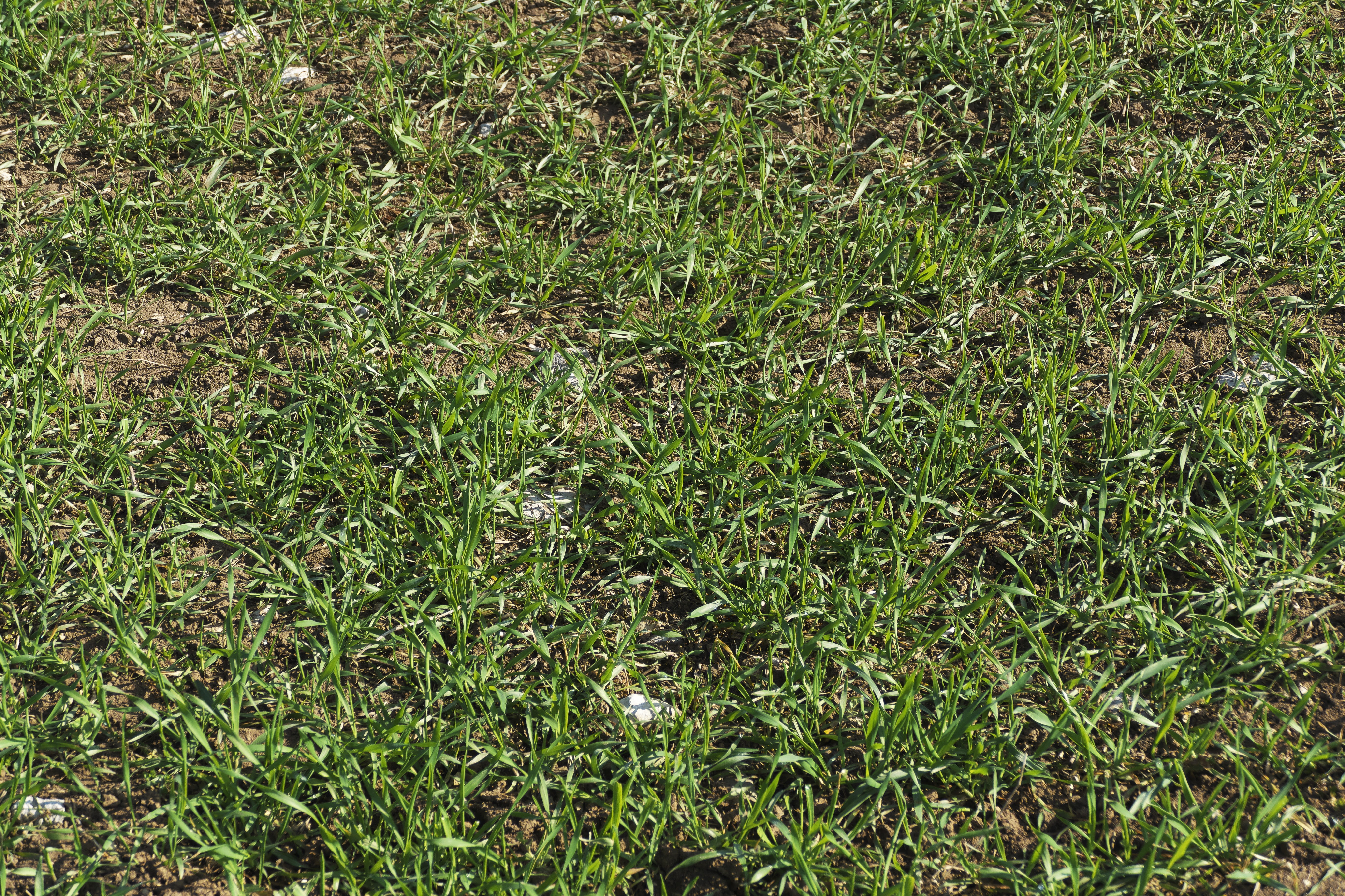 grass, background, nature, background grass, pattern, texture