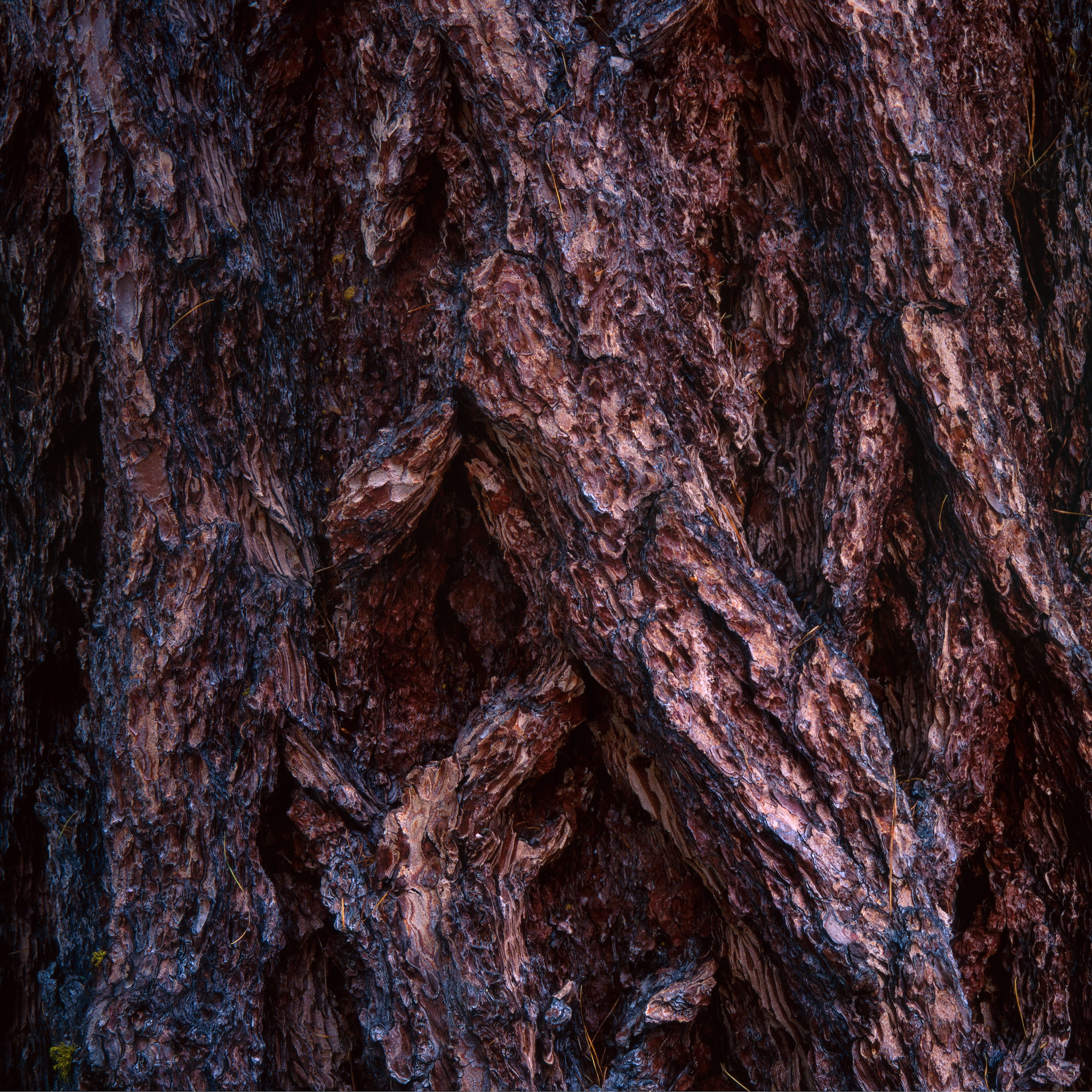 brown tree trunk, untitled, wood, rough, pattern, texture, macro