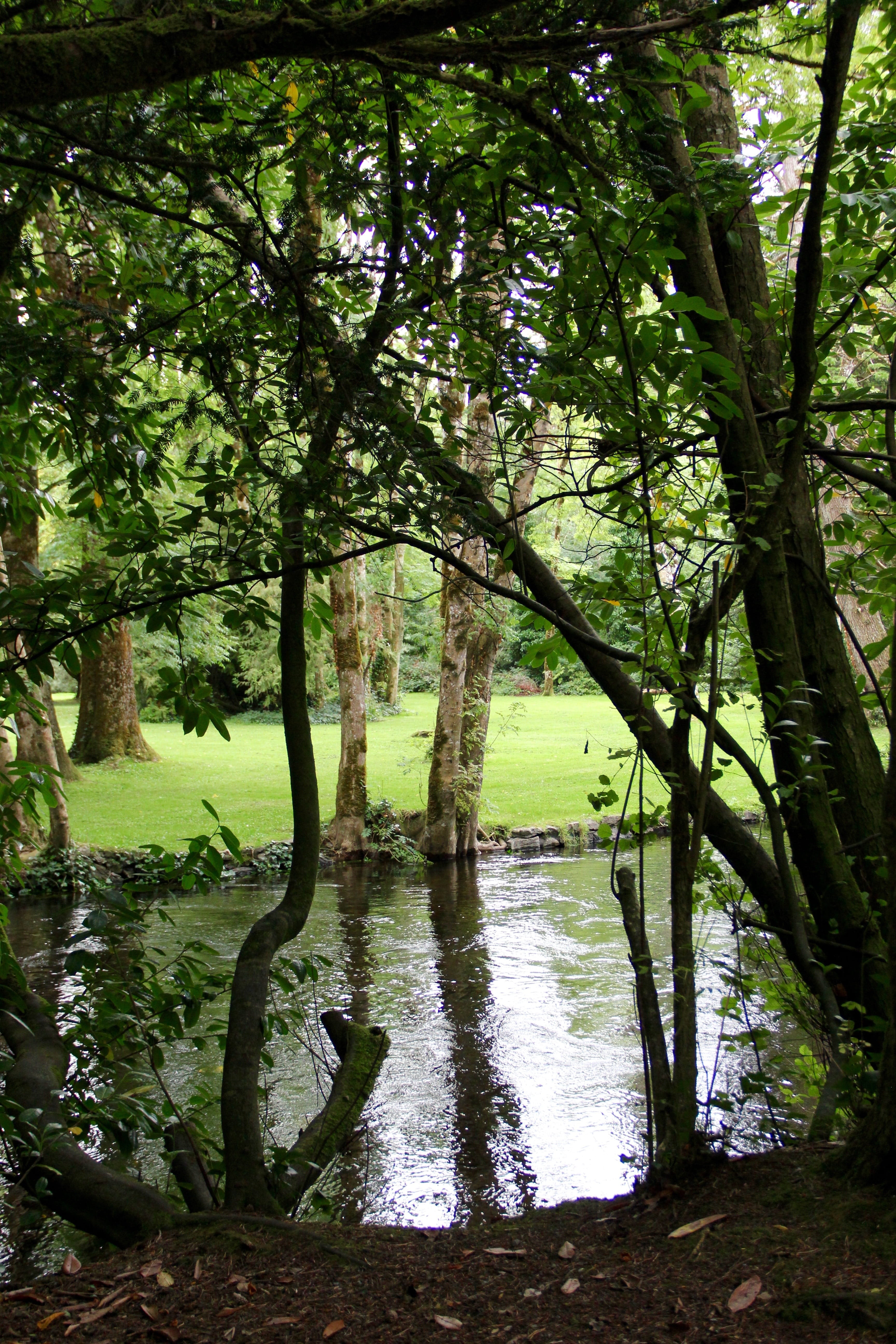 reflection, calm, mirror, mirror reflection, forest, park, trees