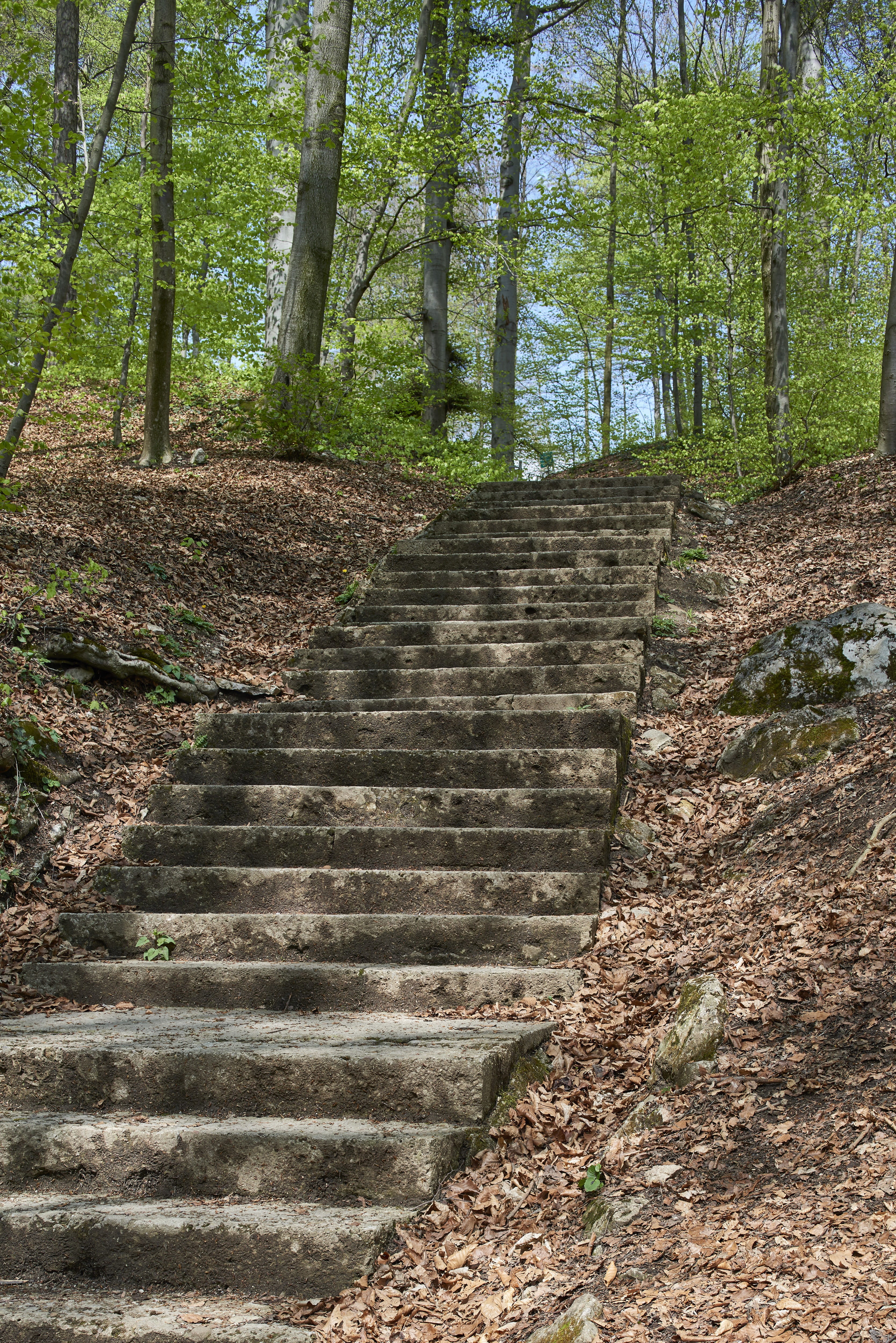 Forest, Path, Stairs, Rise, gradually, forest path, stone stairway