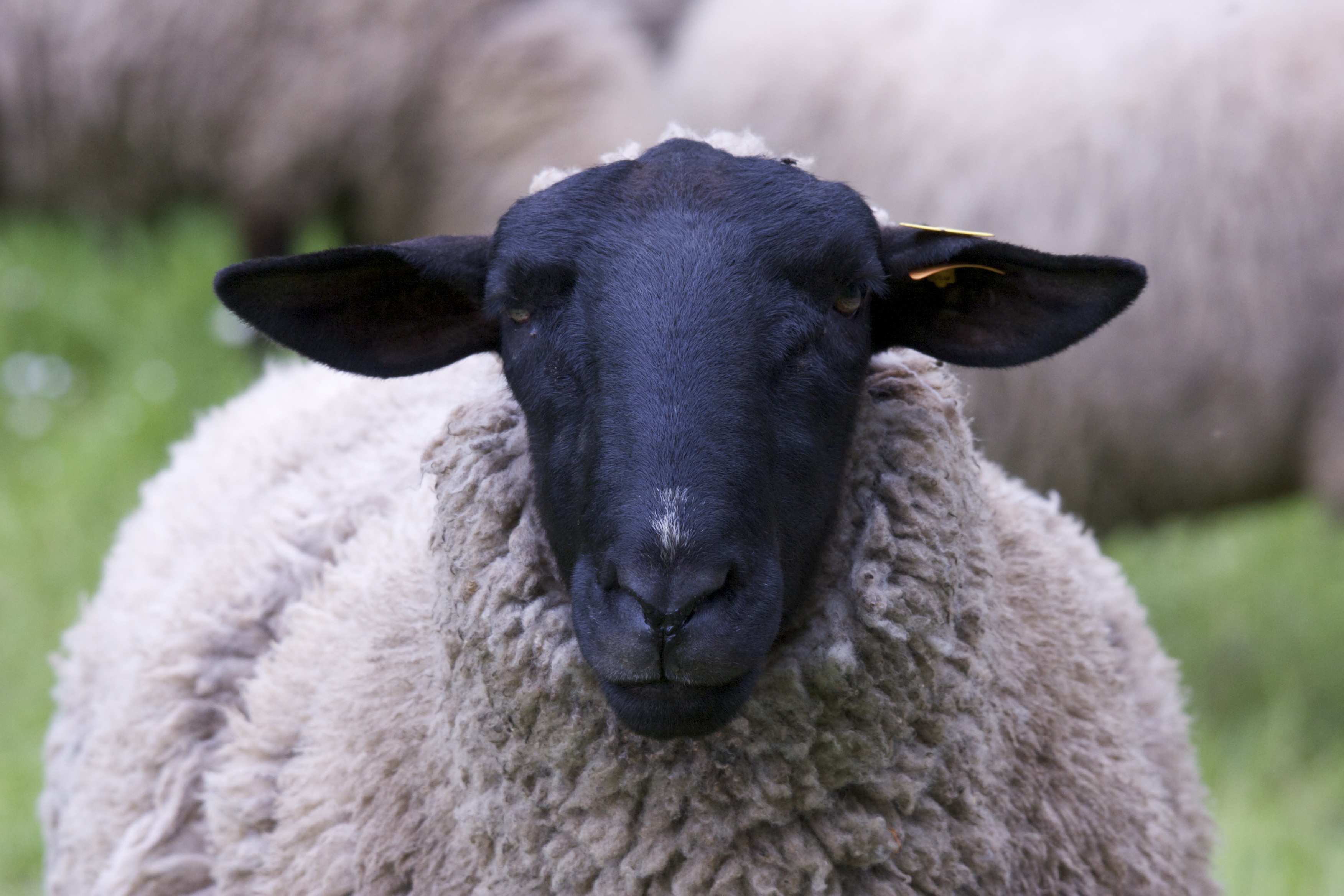 closeup photo of white sheep, black, face, head, animal portrait