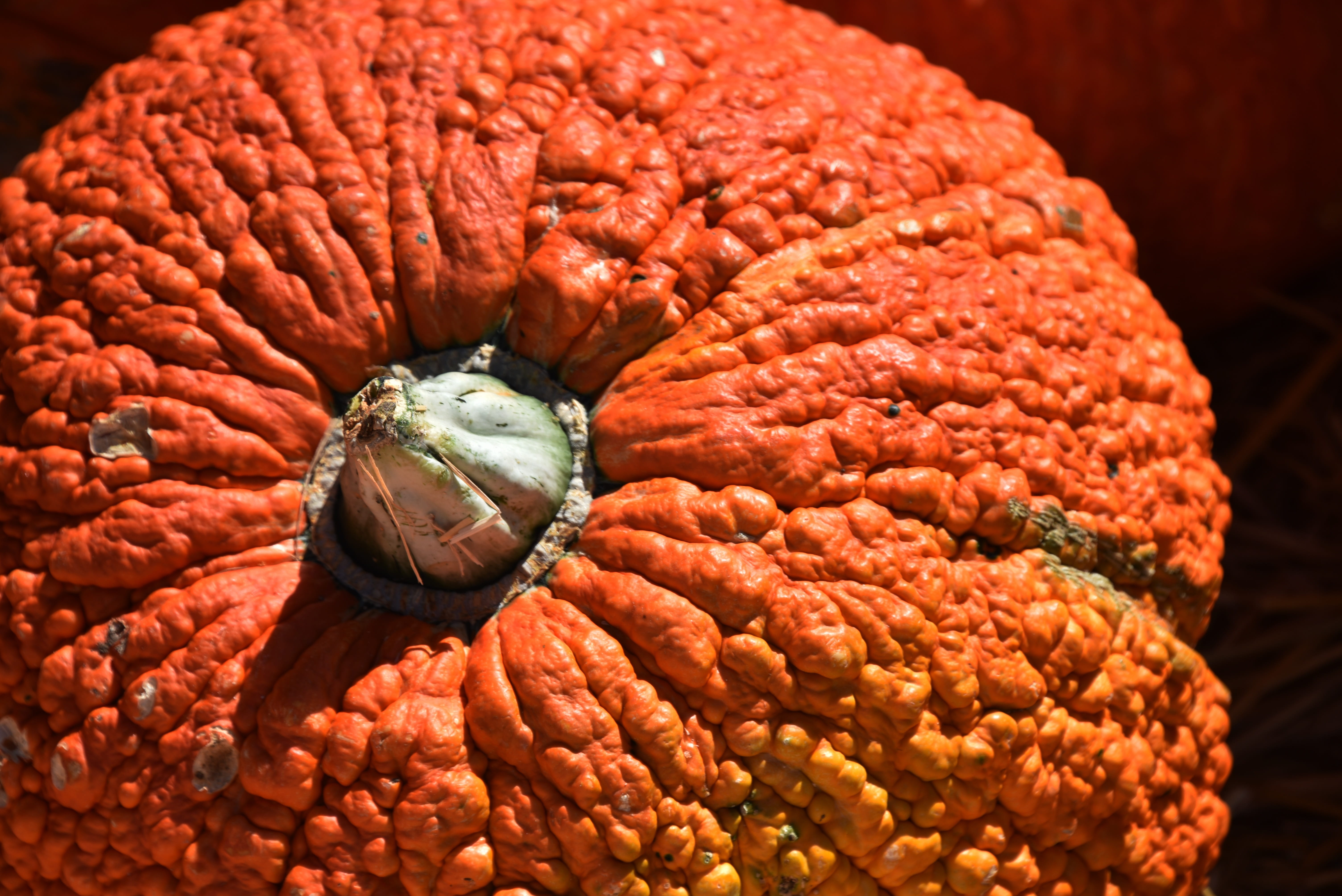 pumpkin, knuckle head, bumpy, orange, large, closeup, close-up