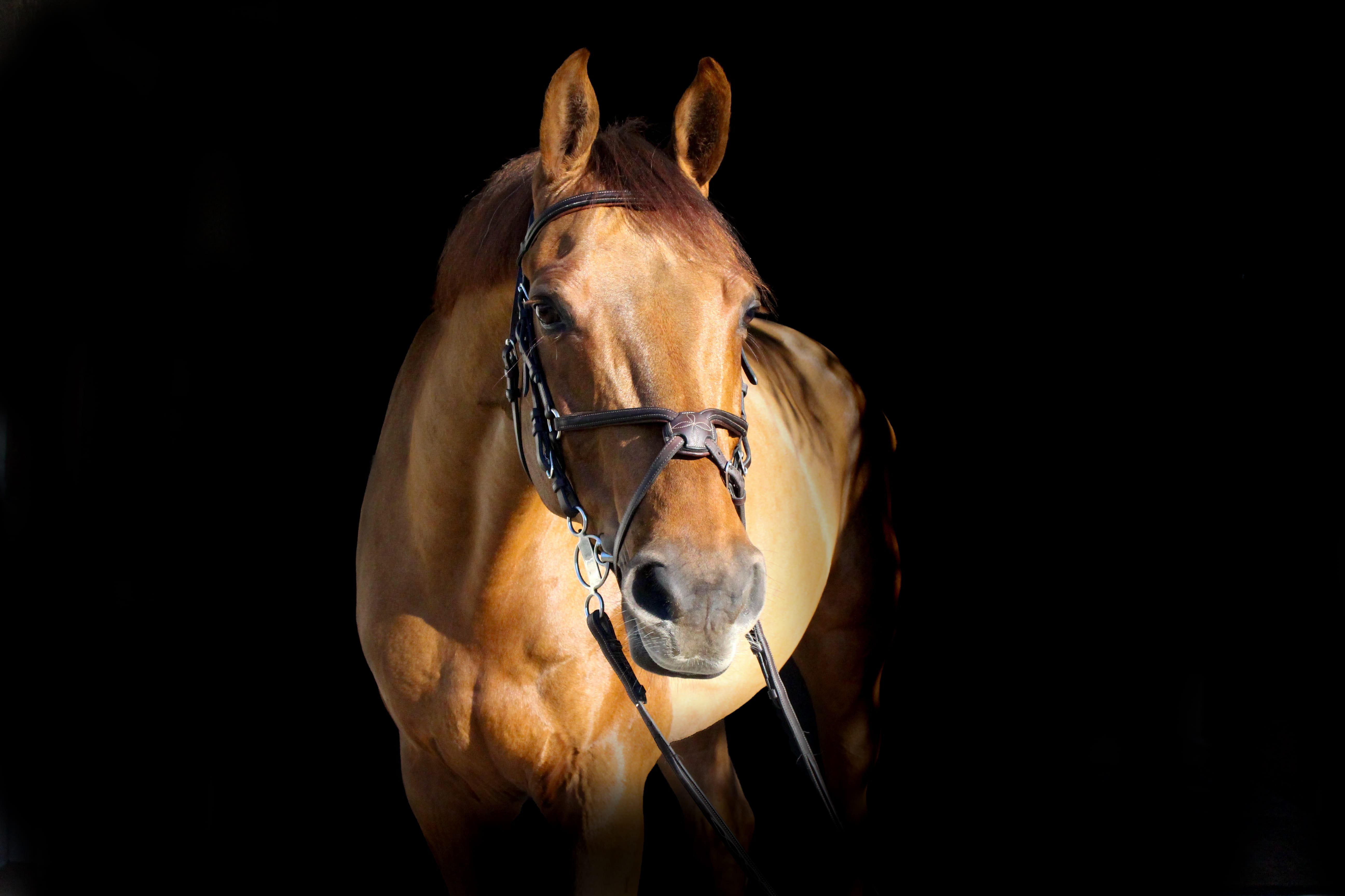 brown horse in dark room, brown horse, equine, bridle, tack, portrait