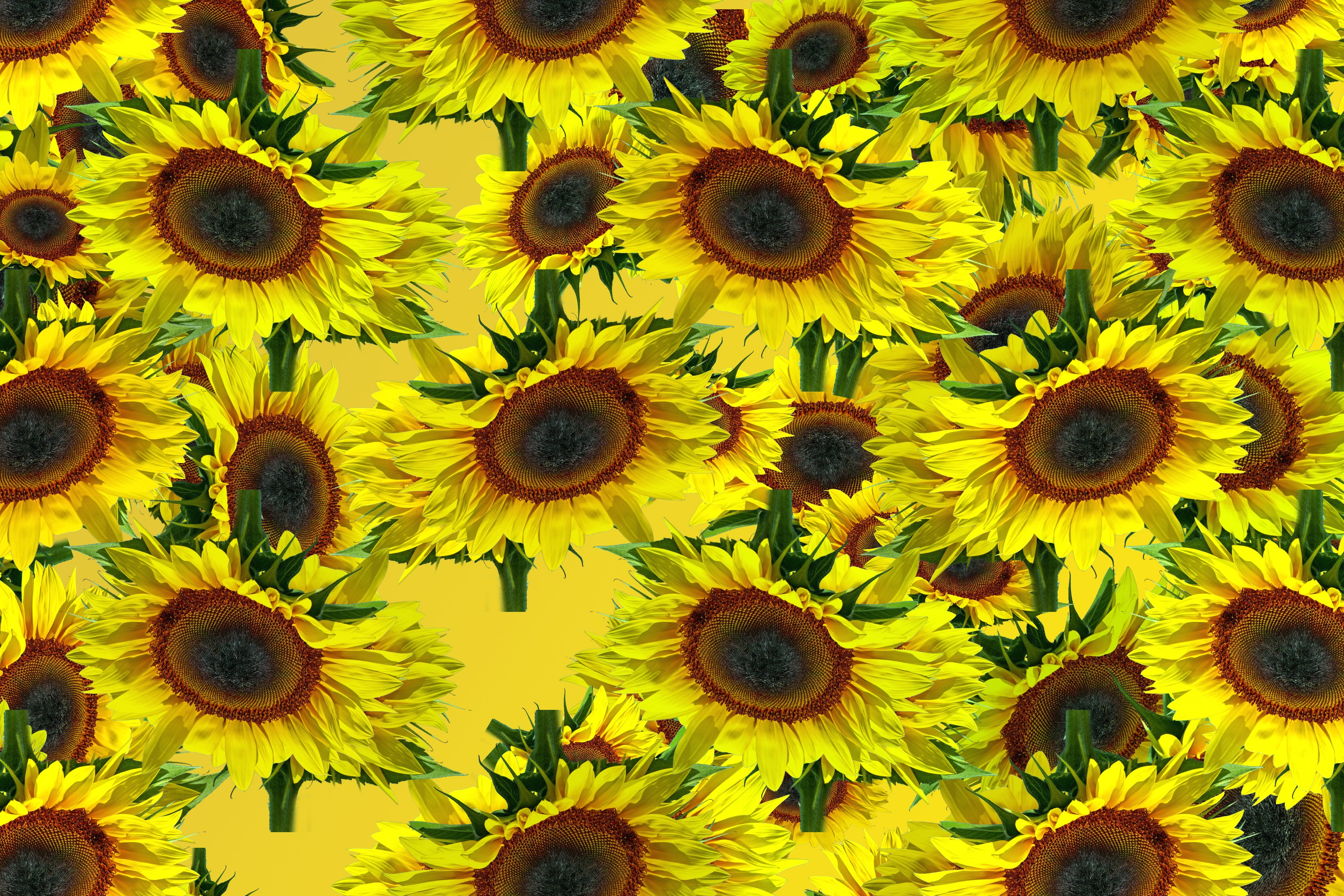 sun flower, pattern, background, texture, yellow, summer, creative