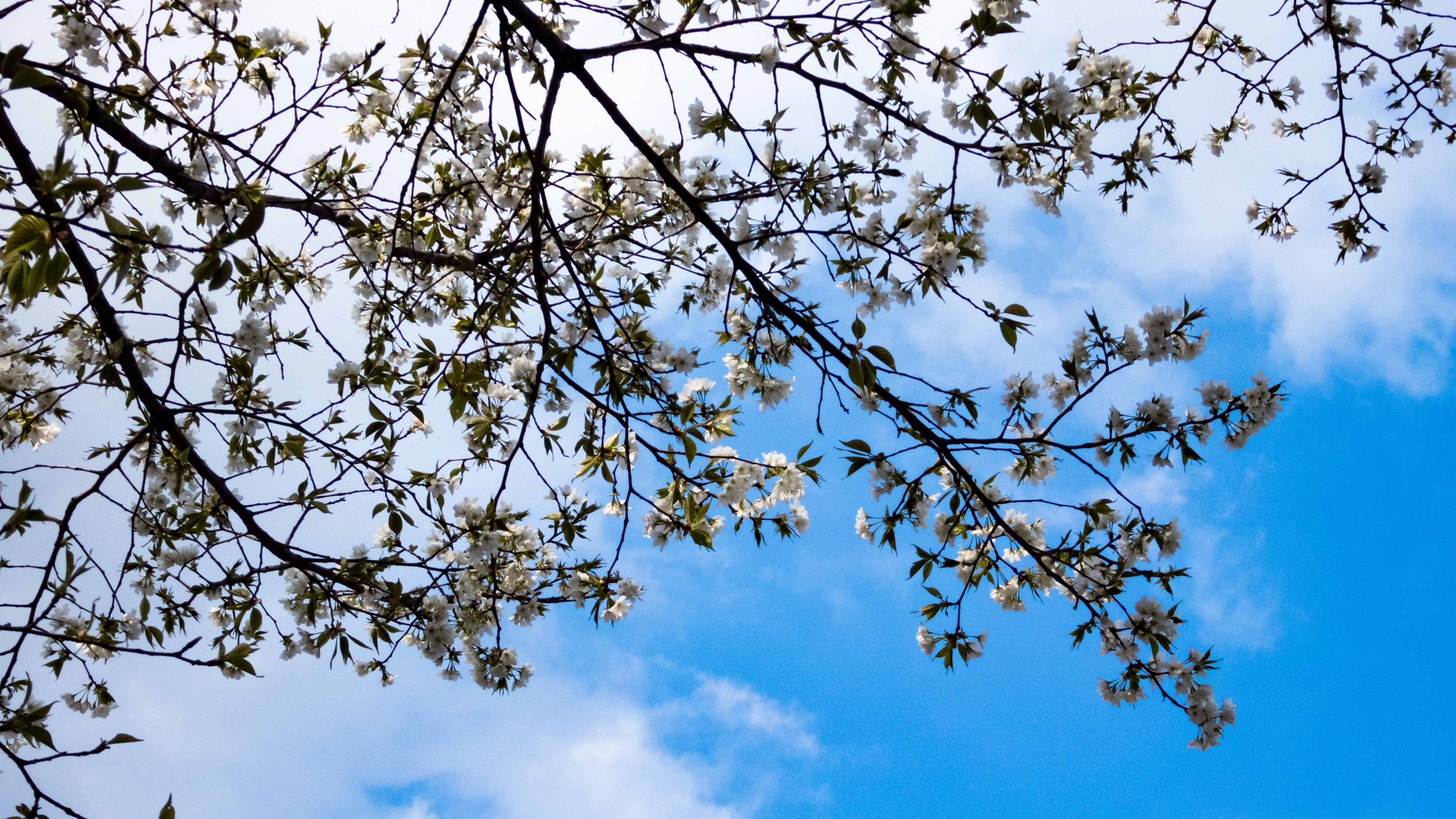 cherry, spring, spring flowers, cherry tree, blue sky, plant