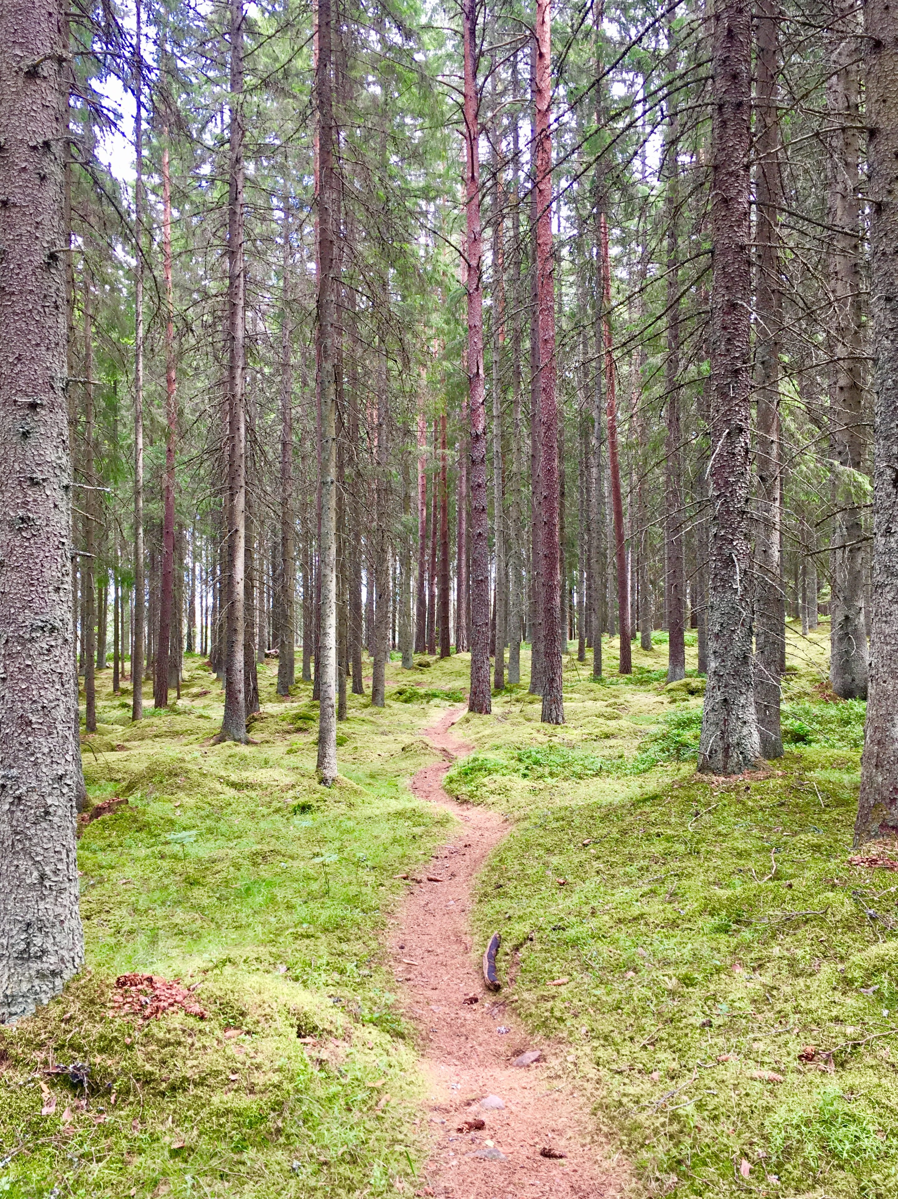 forest, calm, path, tree, plant, land, tree trunk, tranquility