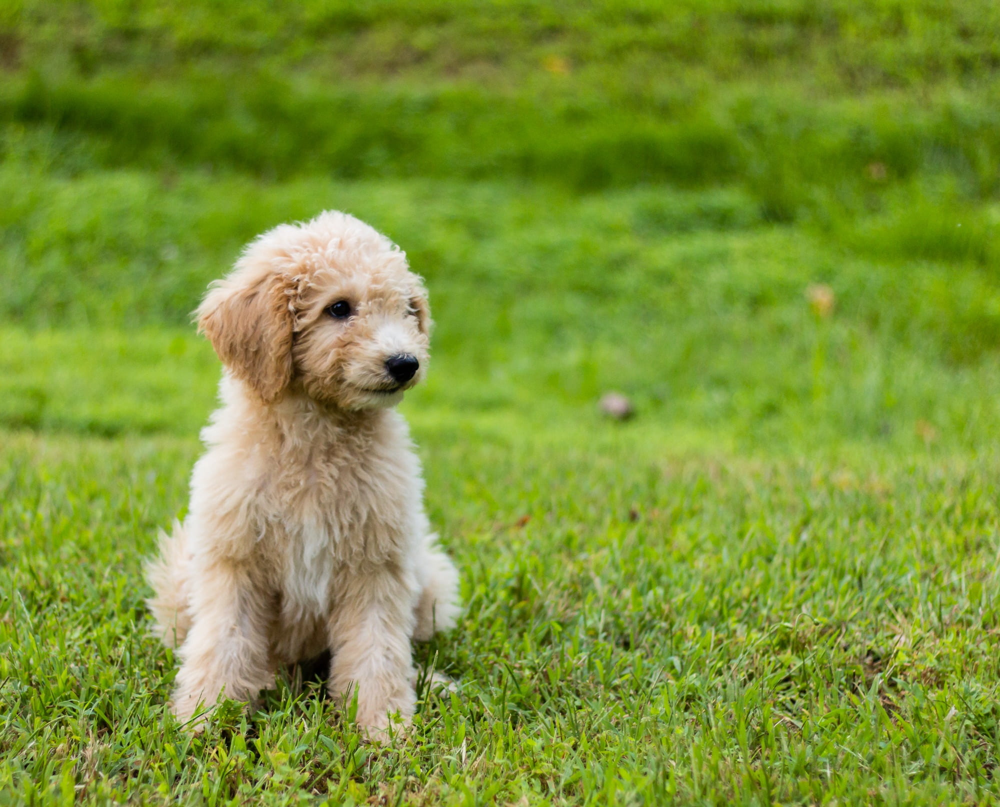 goldendoodle, puppy, cute, animal, green grass, dog, pet, outdoors