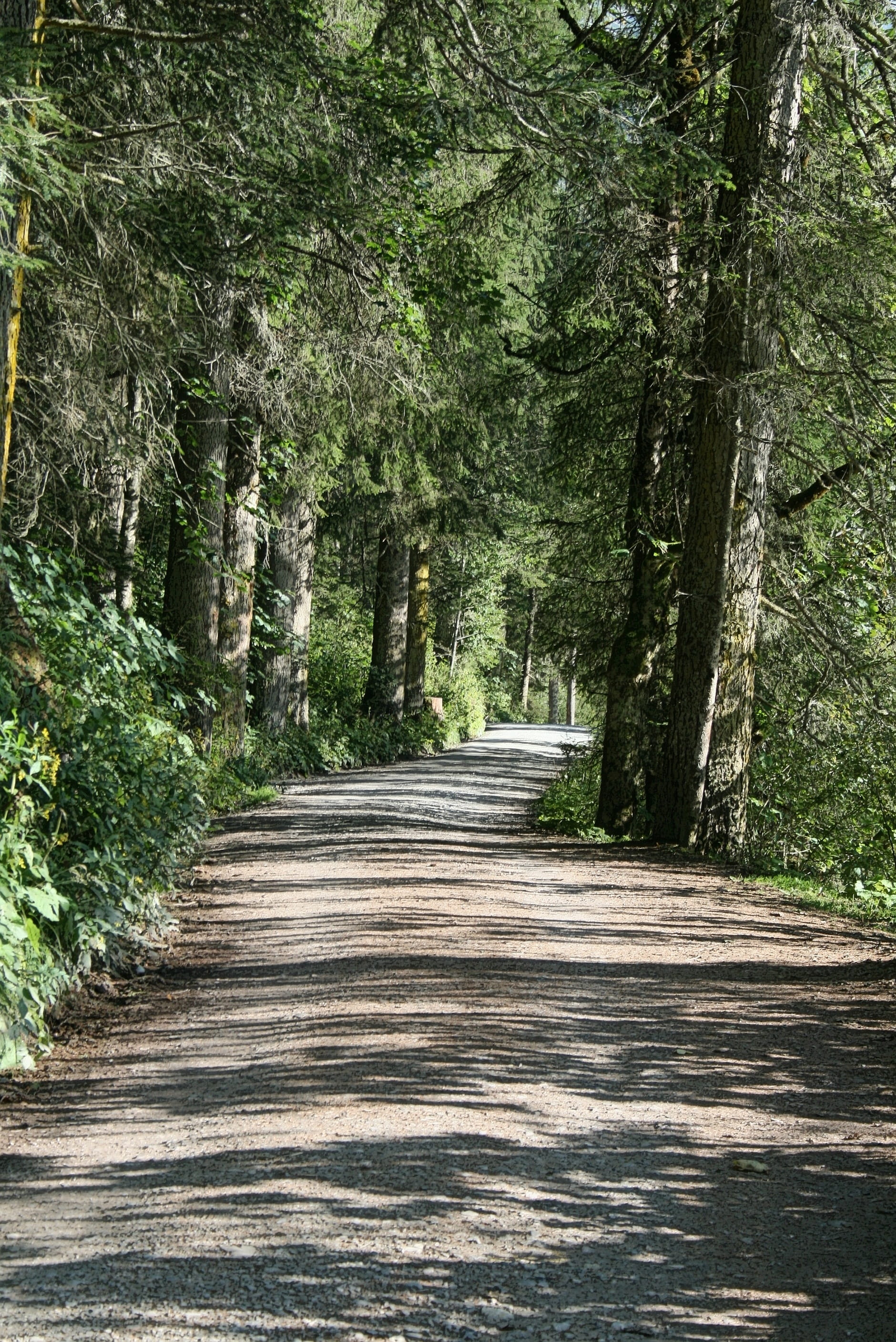 Mood, Pine Forest, Forest, Road, light, shadow, peaceful, tree