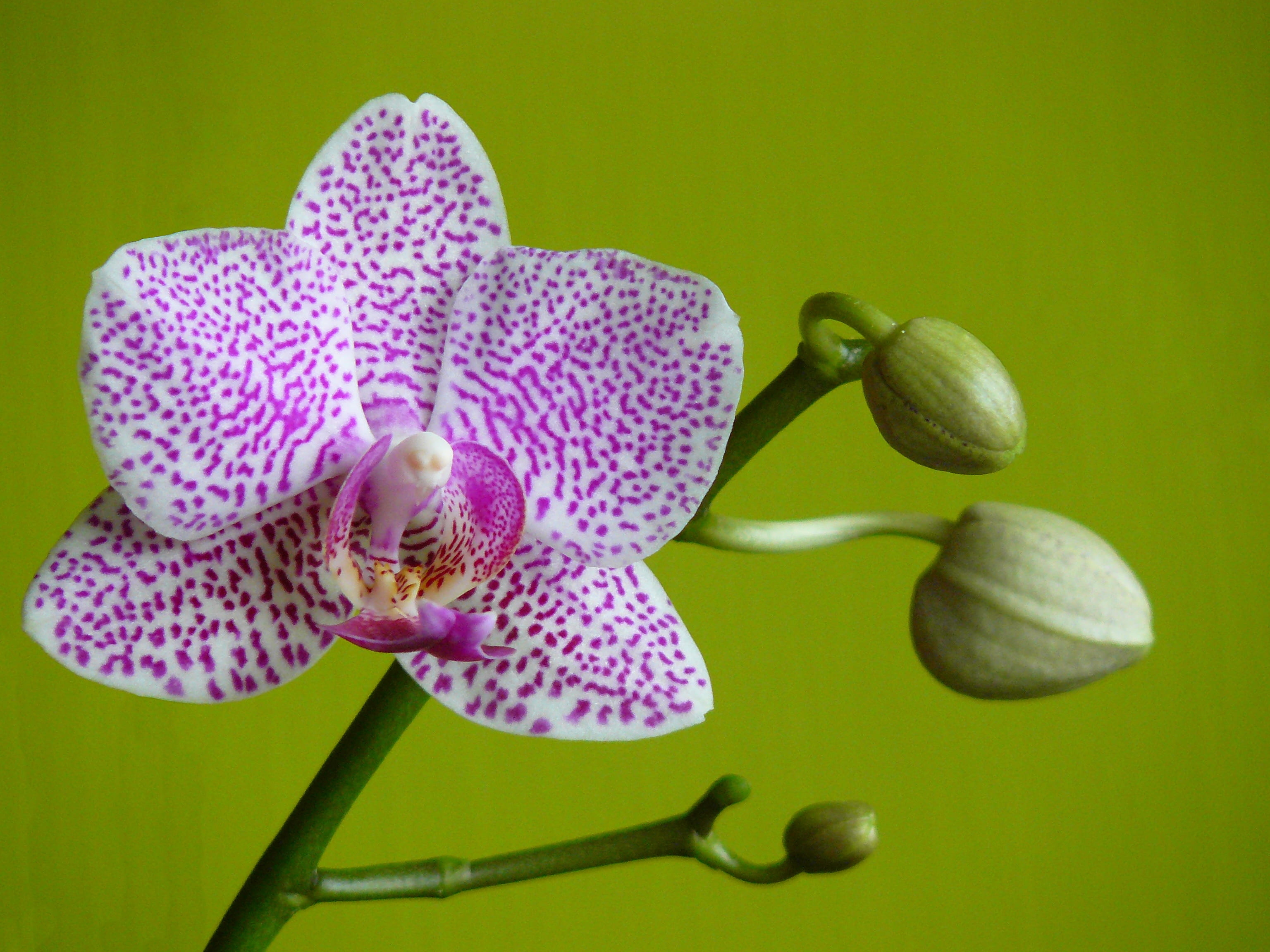 pink and white 5-petal flower, white and purple orchid flower
