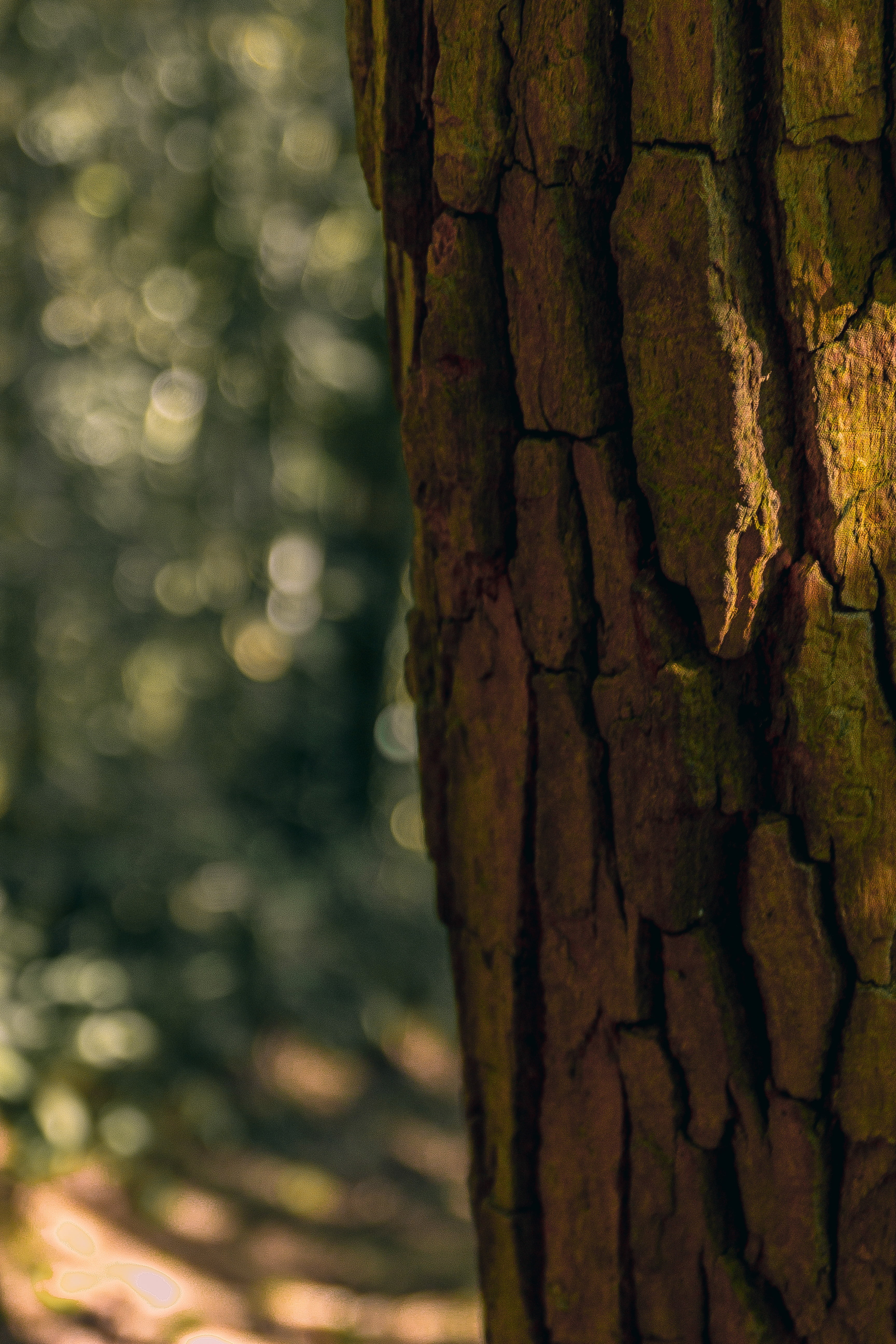 tree, brazil, forest, tree trunk, plant, focus on foreground