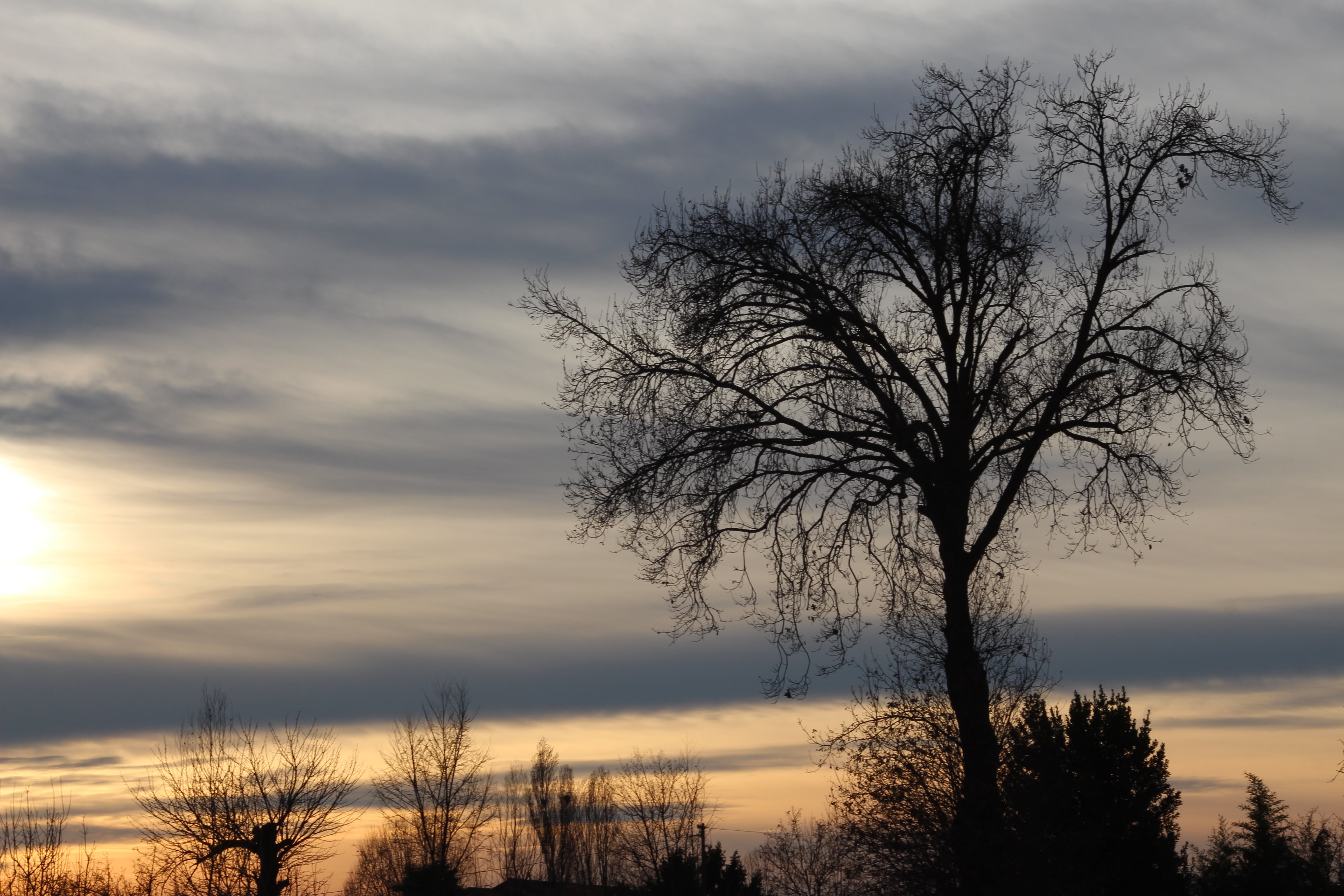 sunset, spring, sky, landscape, twilight, nature, tree, bare tree