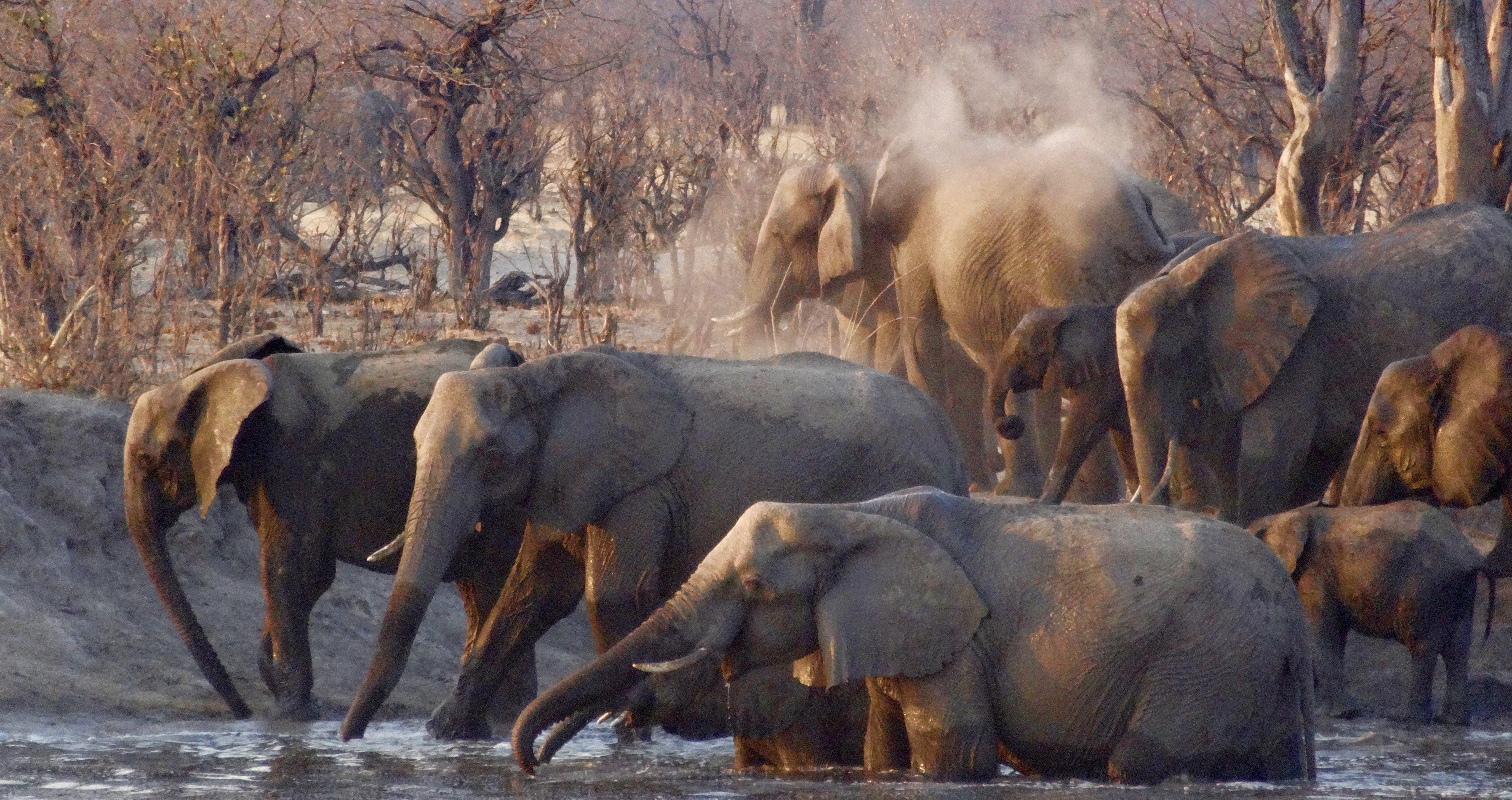 herd of elephants walking on grey body of water near trees during daytime