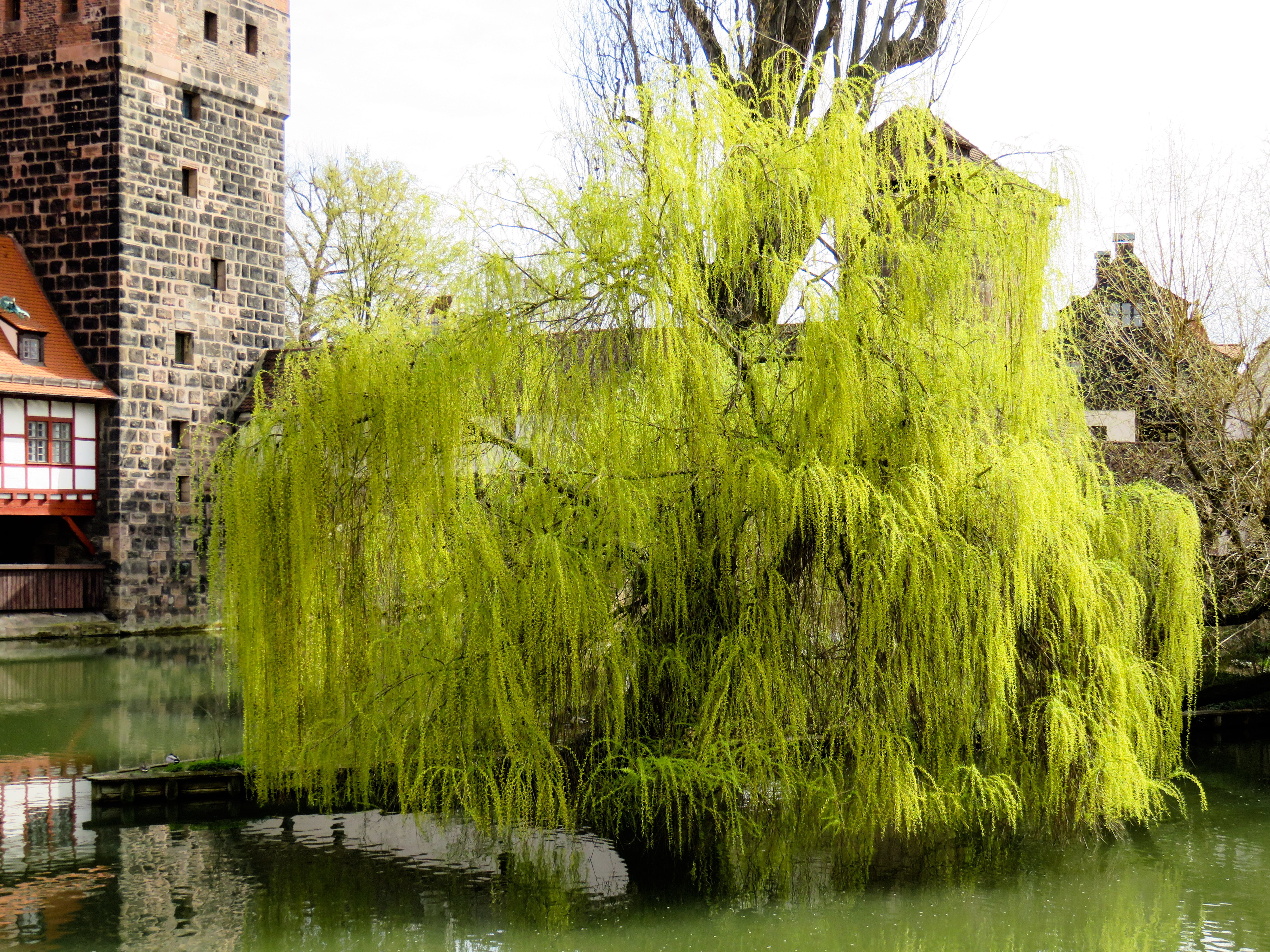 tree, pasture, weeping willow, spring jewelry, harbinger of spring