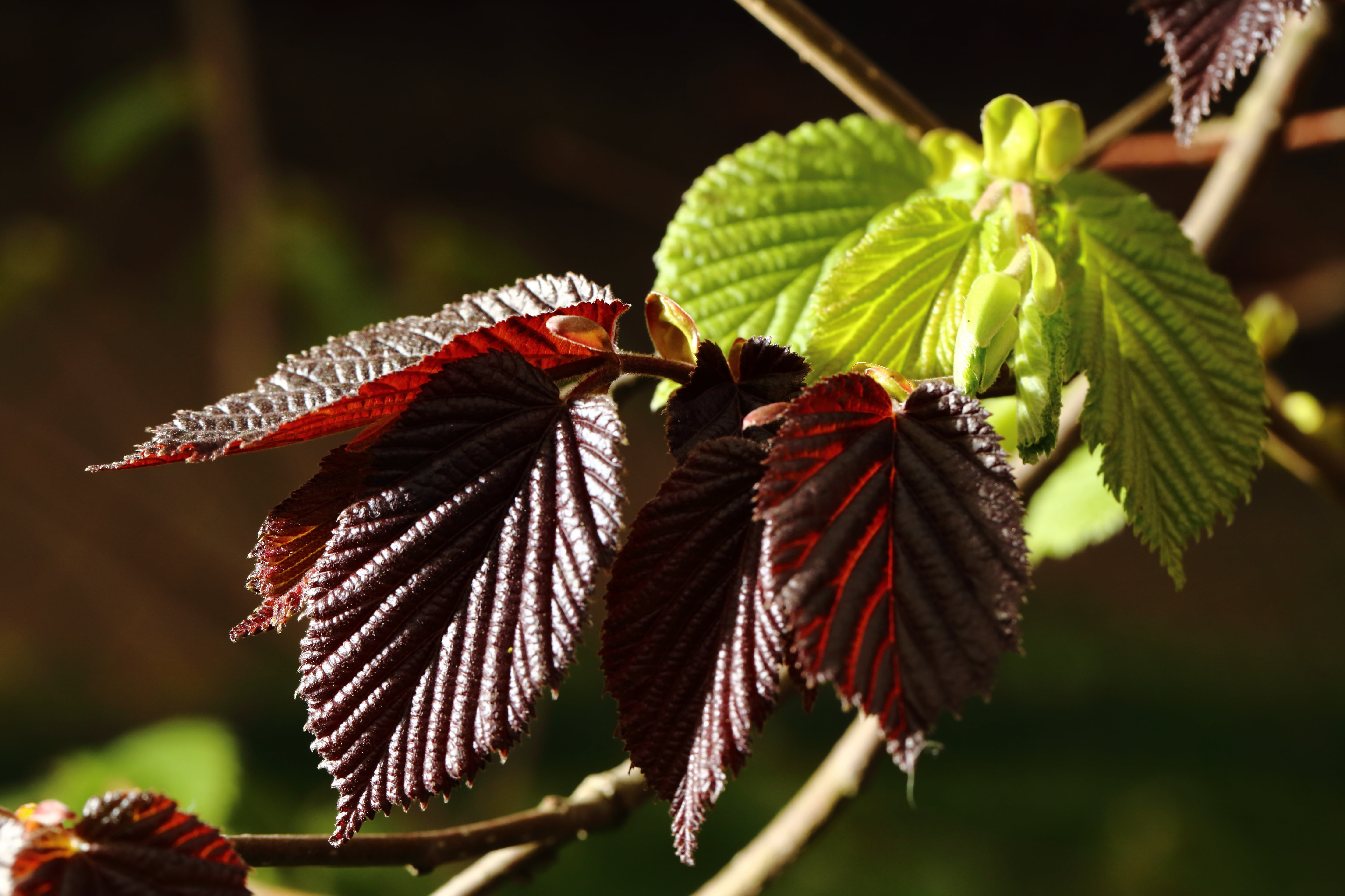 hazel, colors, foliage, branch, nature, leaf, plant, close-up