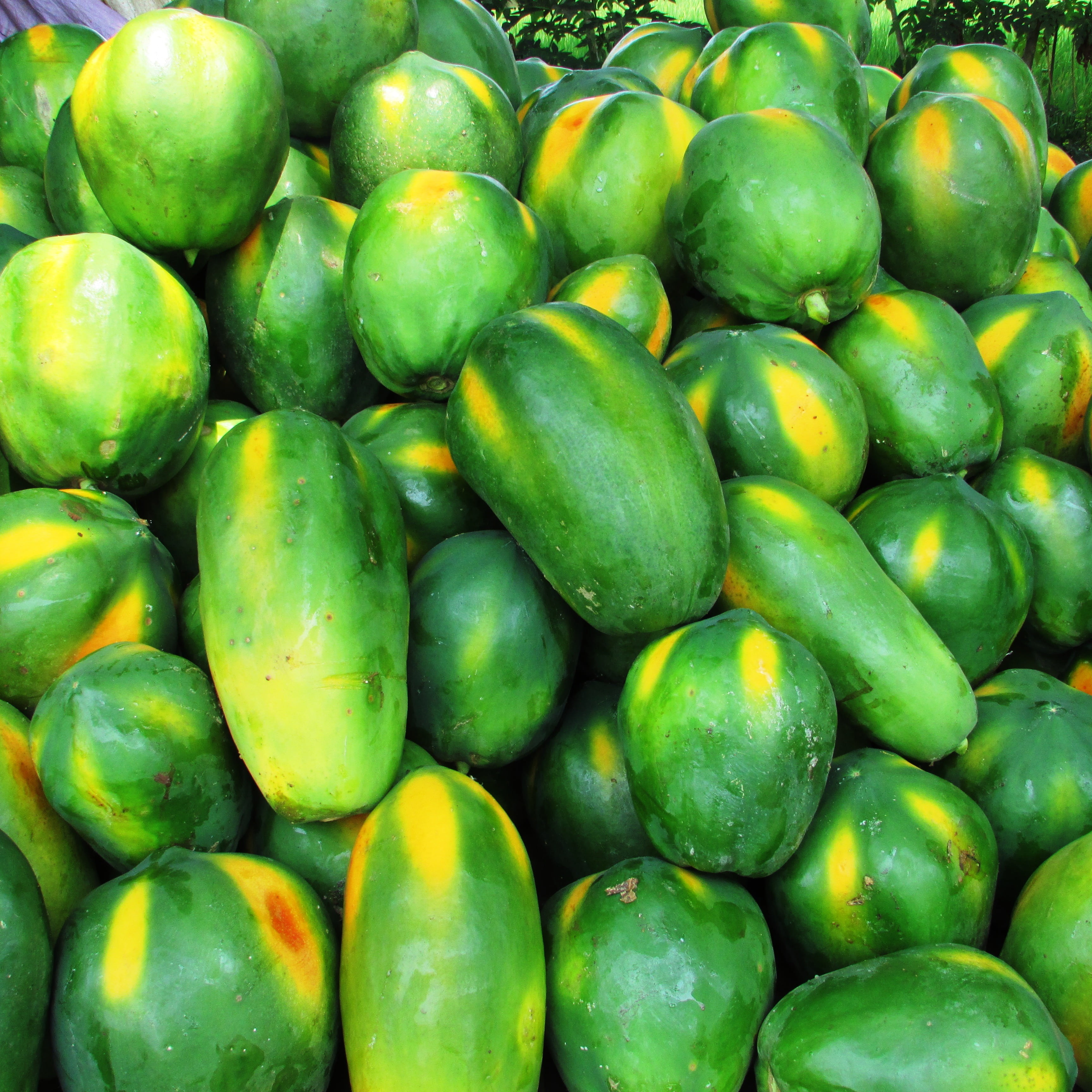 papaya, fruit, green, tropical, exotic, heap, malebennur, india