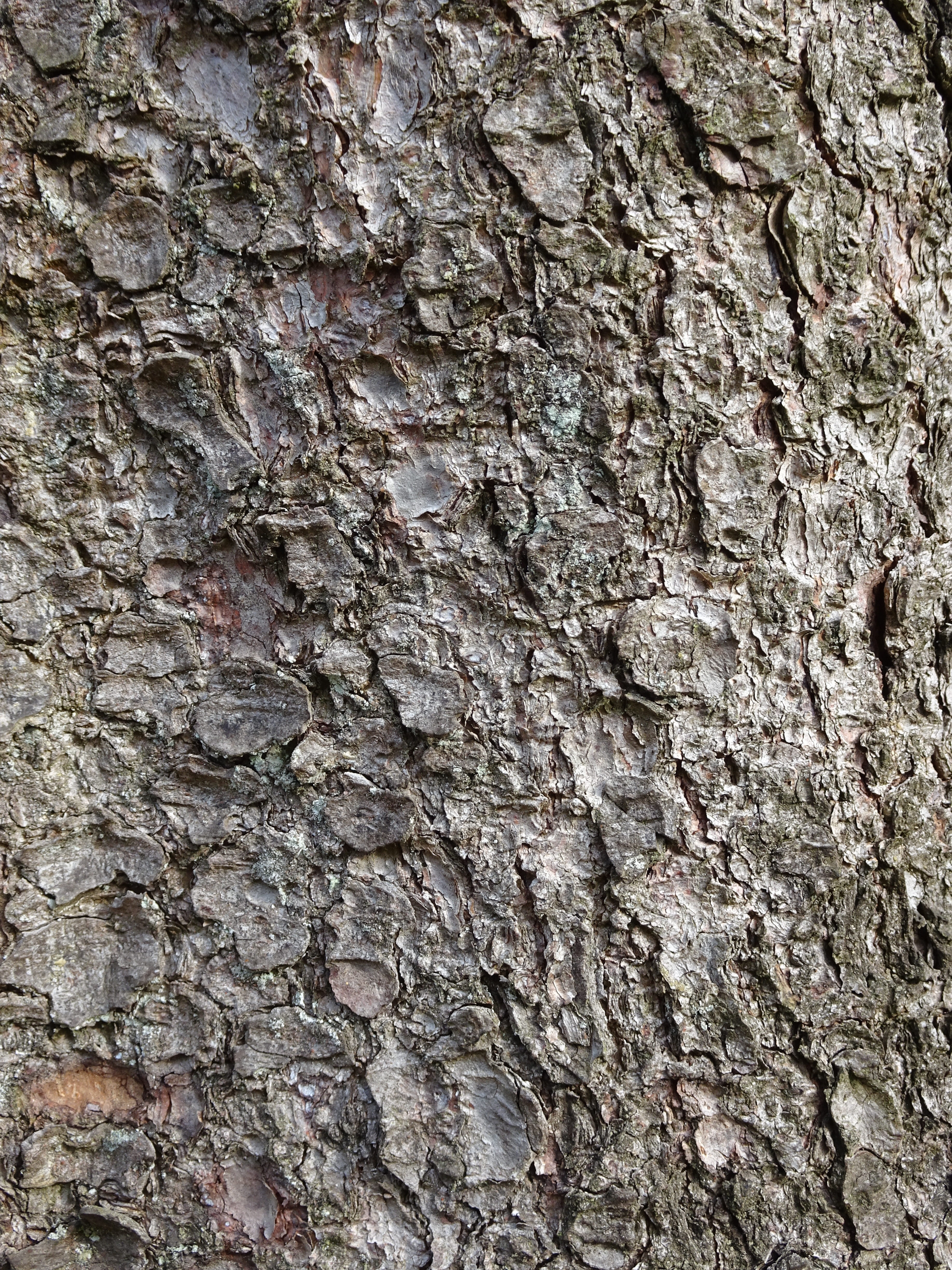 structure, bark, tree, backgrounds, textured, full frame, rough