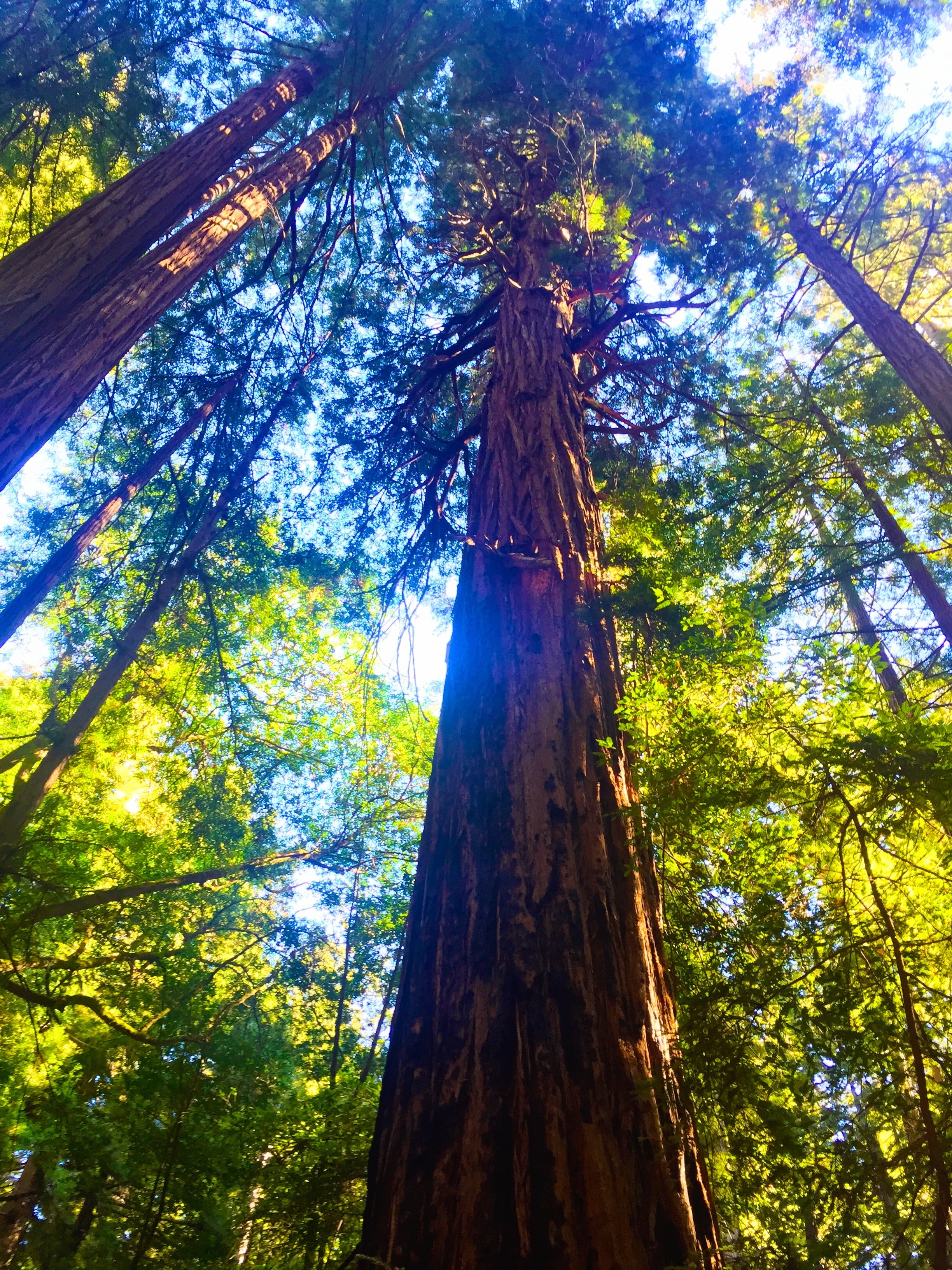 green leafed tree, forest, redwoods, trees, tree trunk, low angle view