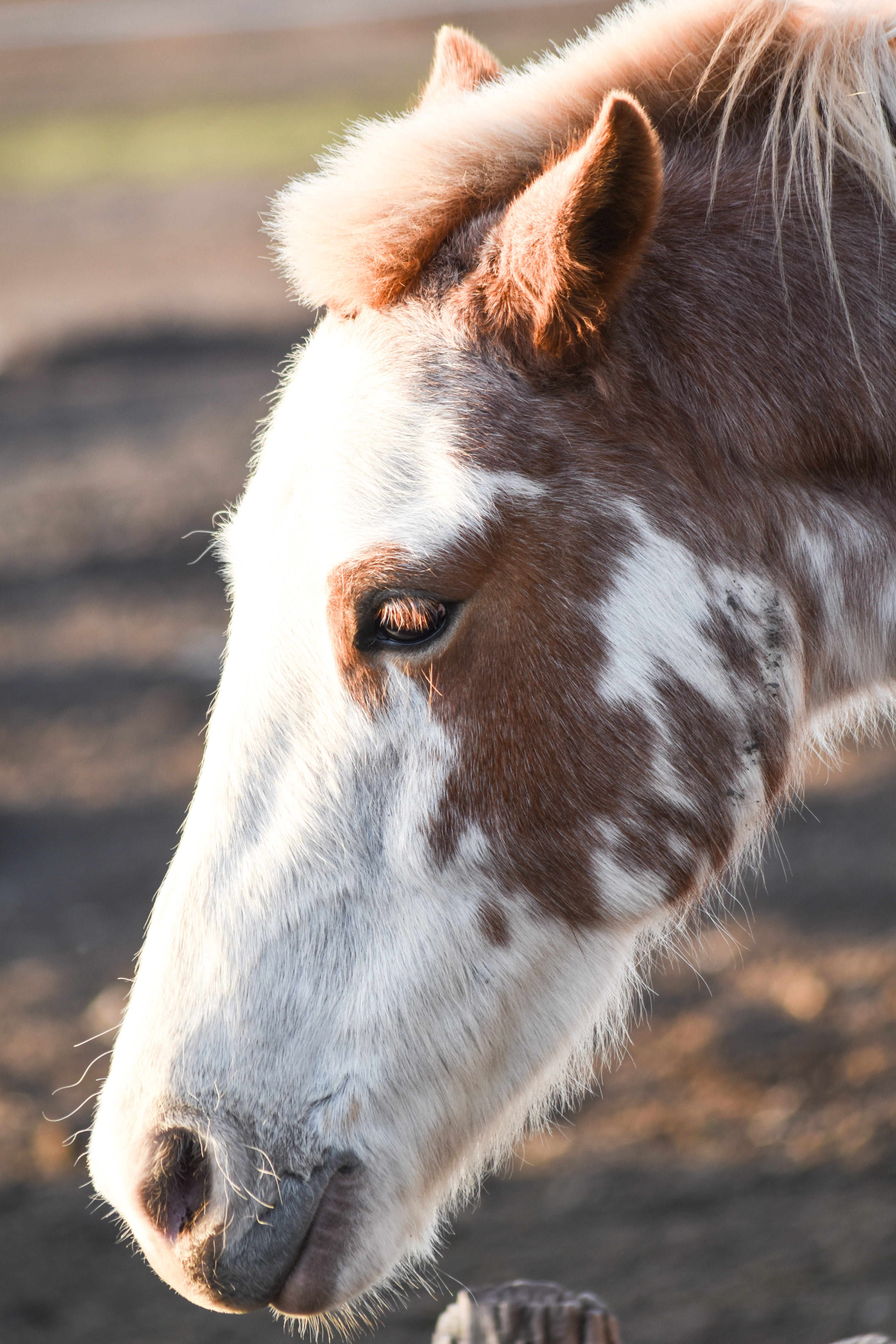 Free download | HD wallpaper: Equine, Animal, Four Legged, Crin, horse ...