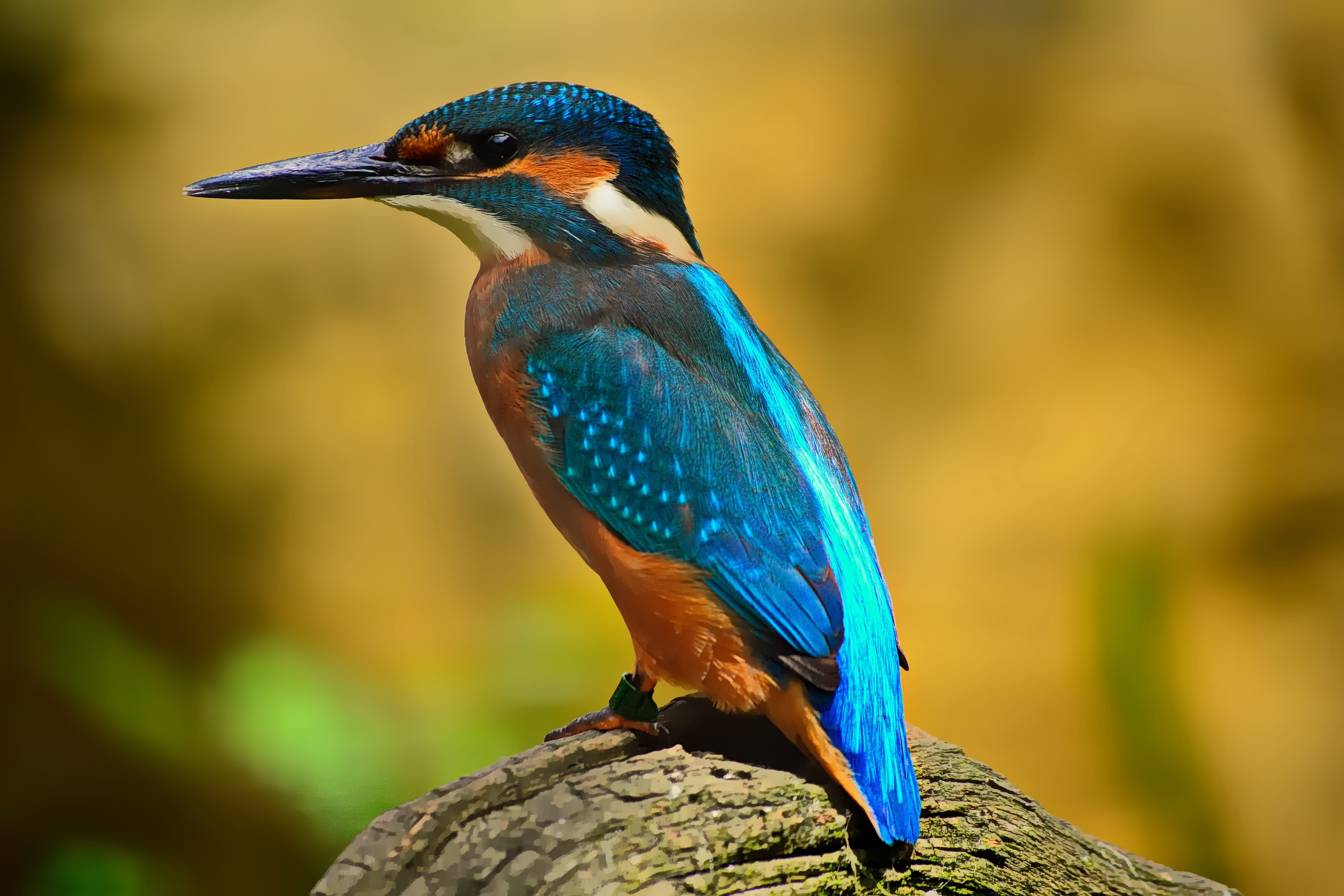 close-up photo of blue and orange hummingbird, kingfisher, plumage