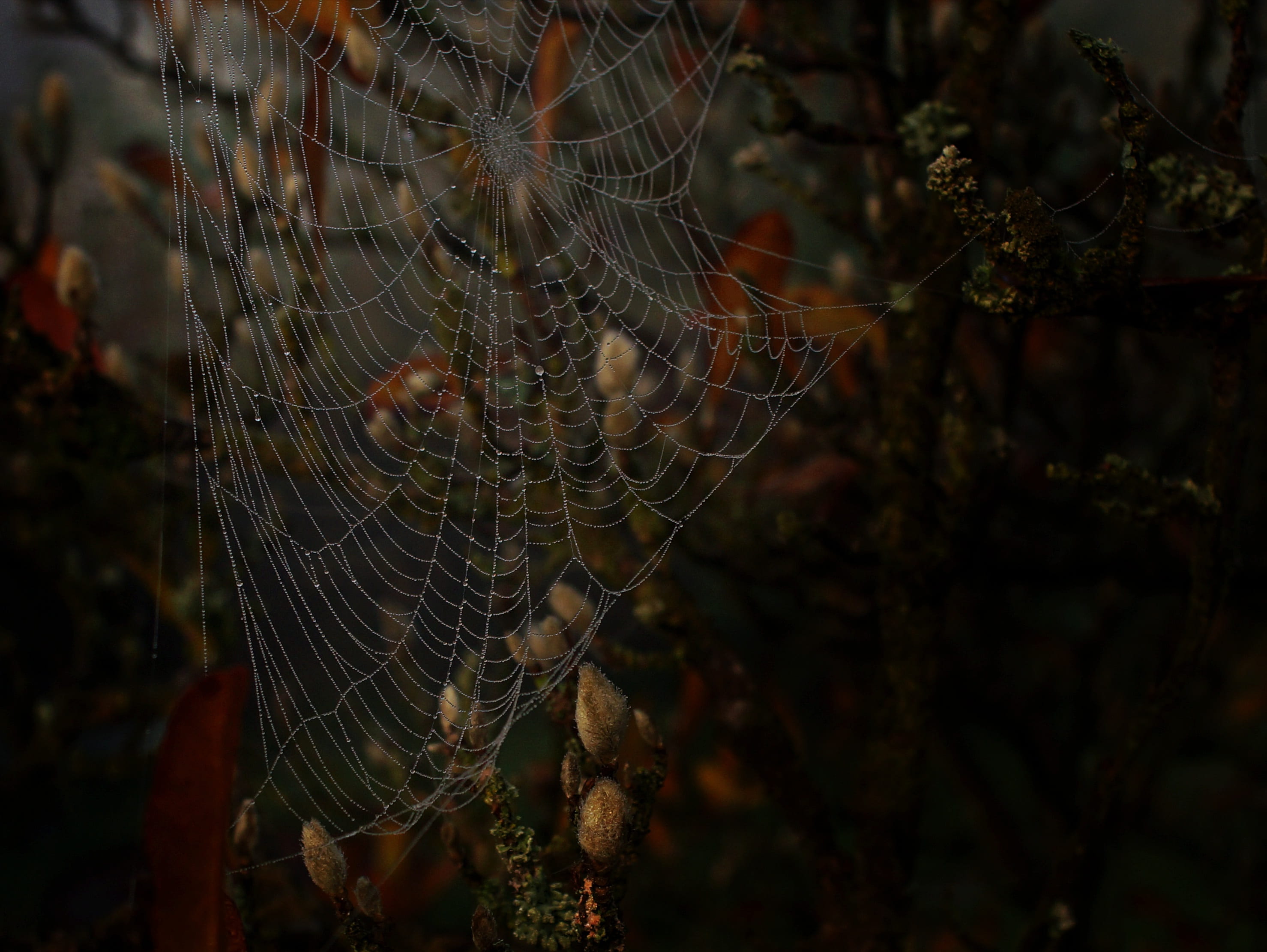 cobweb, network, weave, structure, background, texture, close