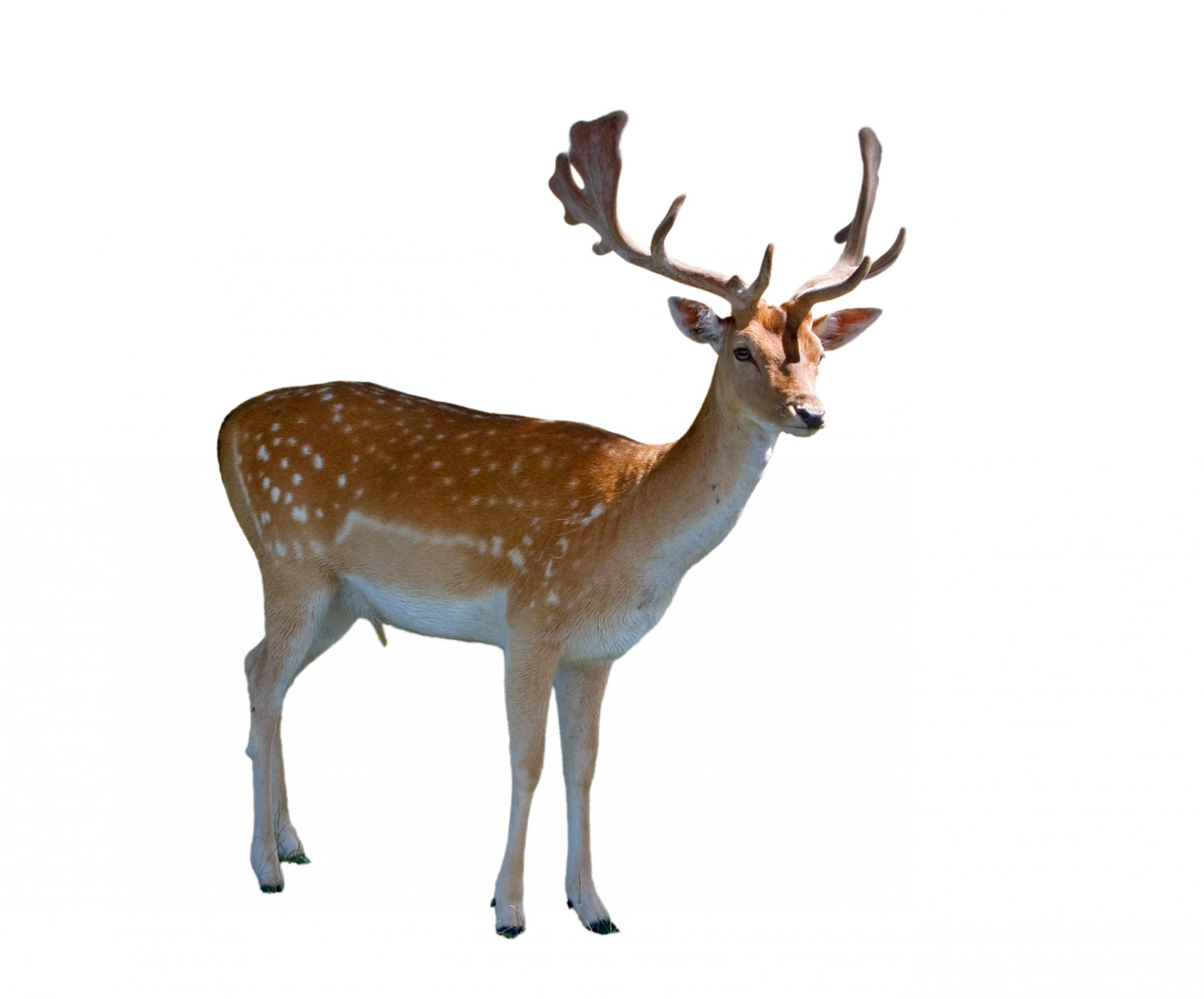 brown deer, fallow, fallow deer, male, stag, buck, hart, standing