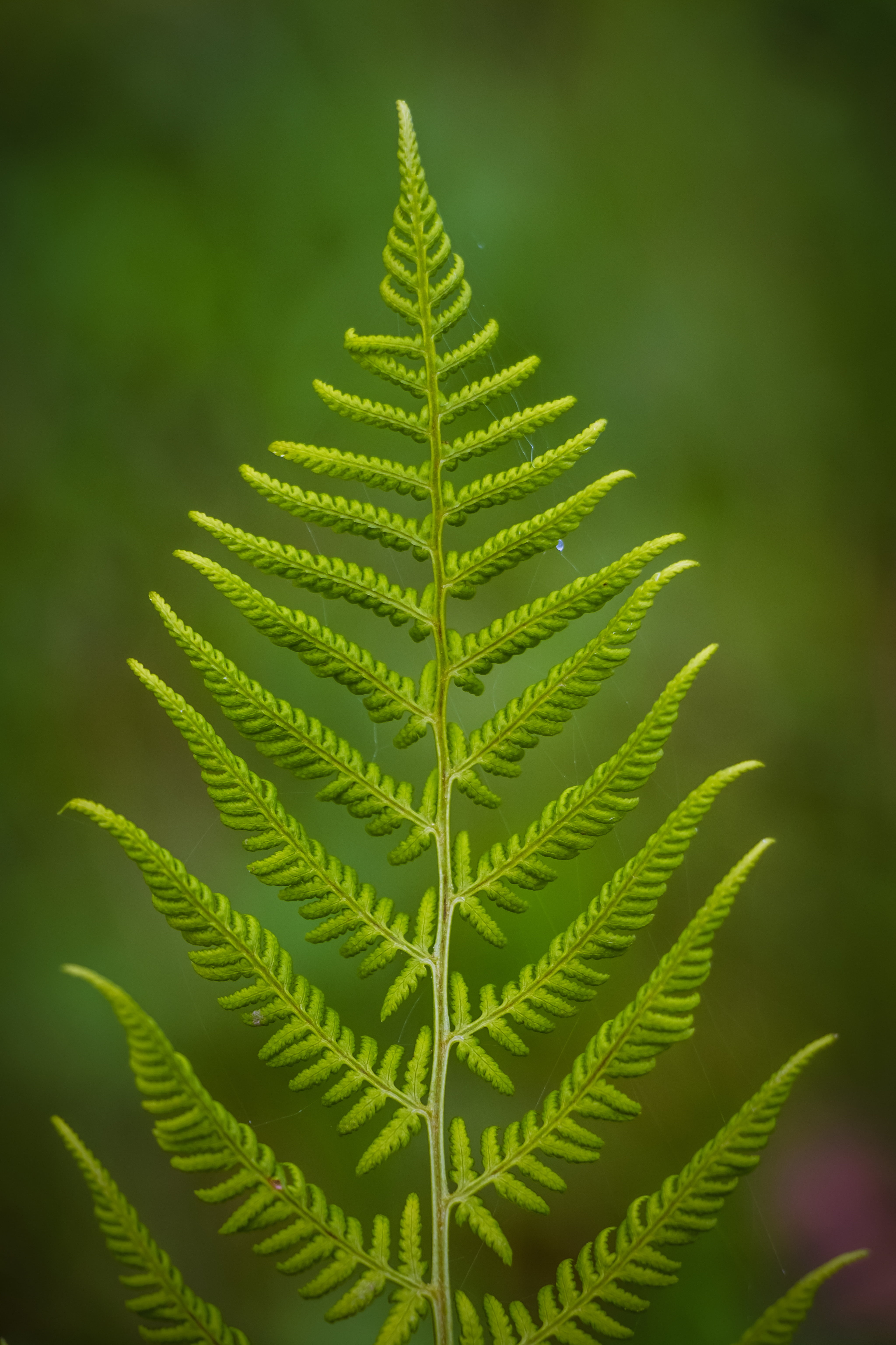 closeup photo of green fern plant, photosynthesis, leaves, nature