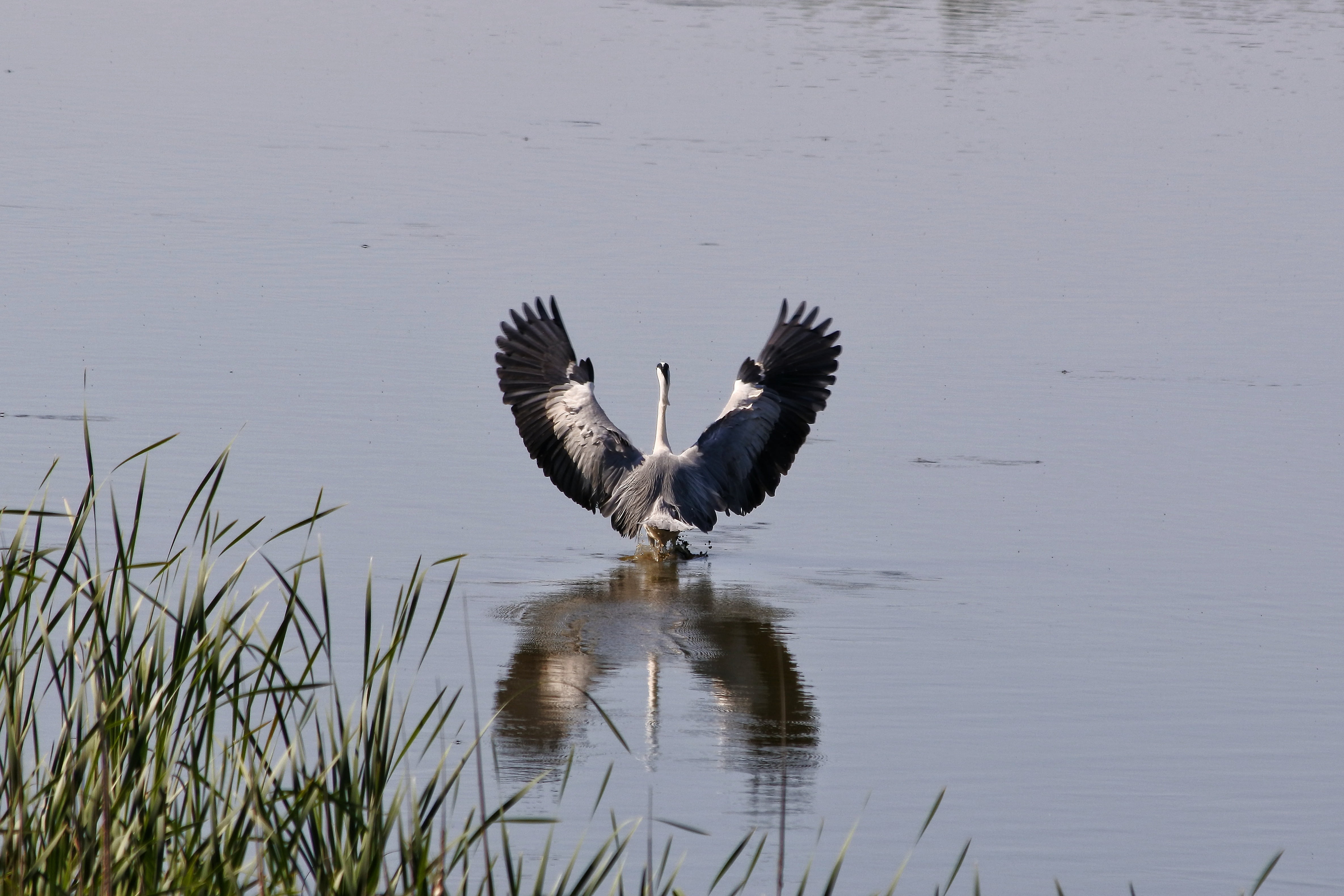 Free download | HD wallpaper: animal, river, waterside, wild birds