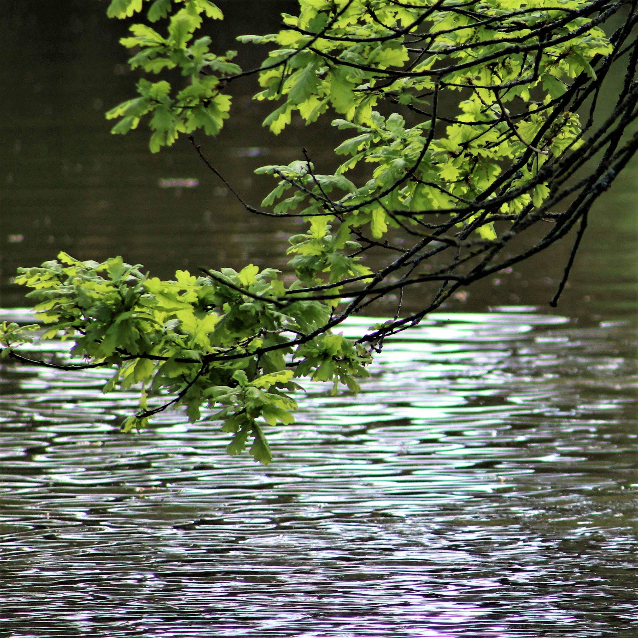 water, nature, reflection, river, leaf, lake, tree, environment
