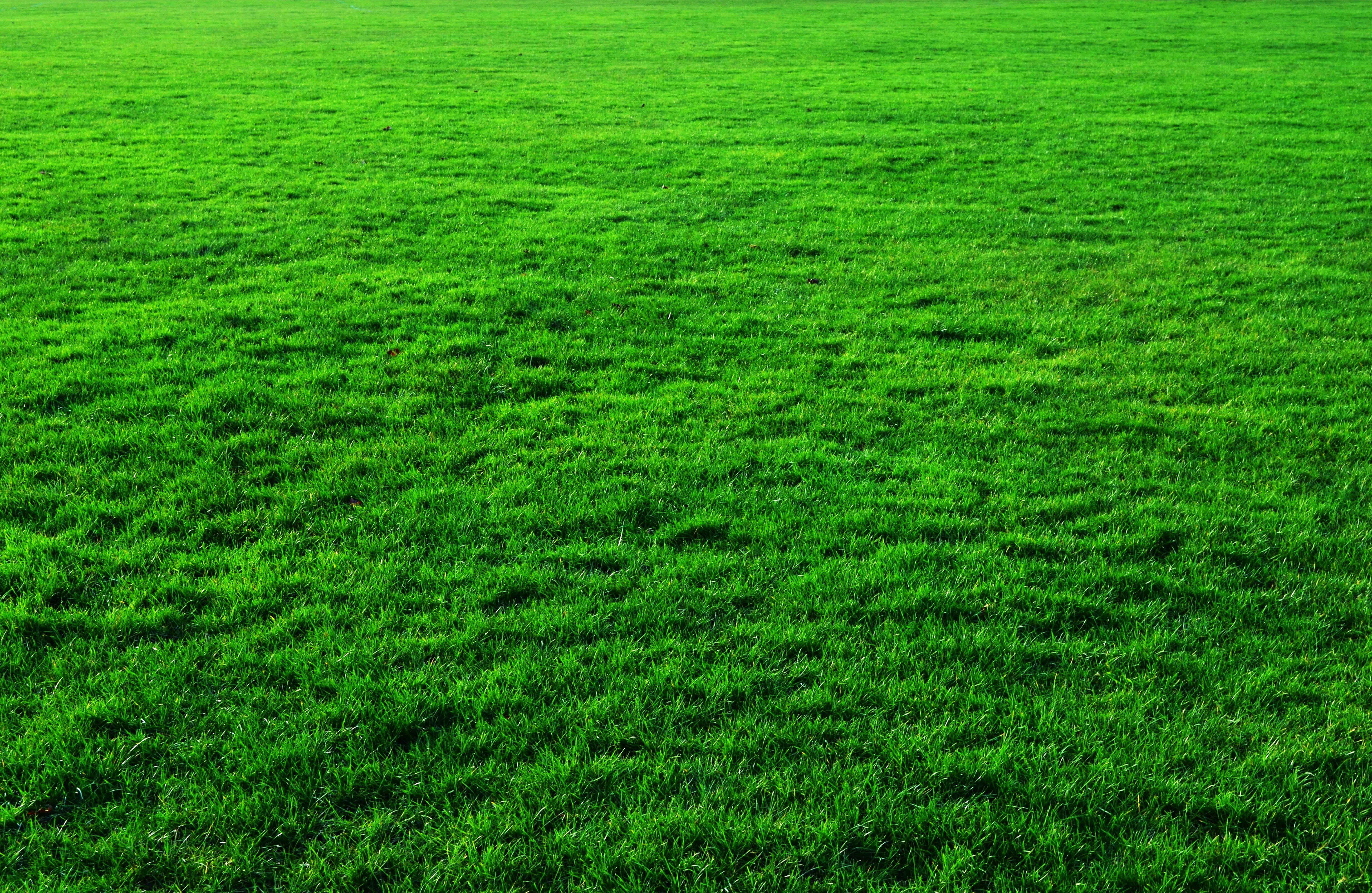 Green Grass Background, photos, lawn, public domain, nature, green Color