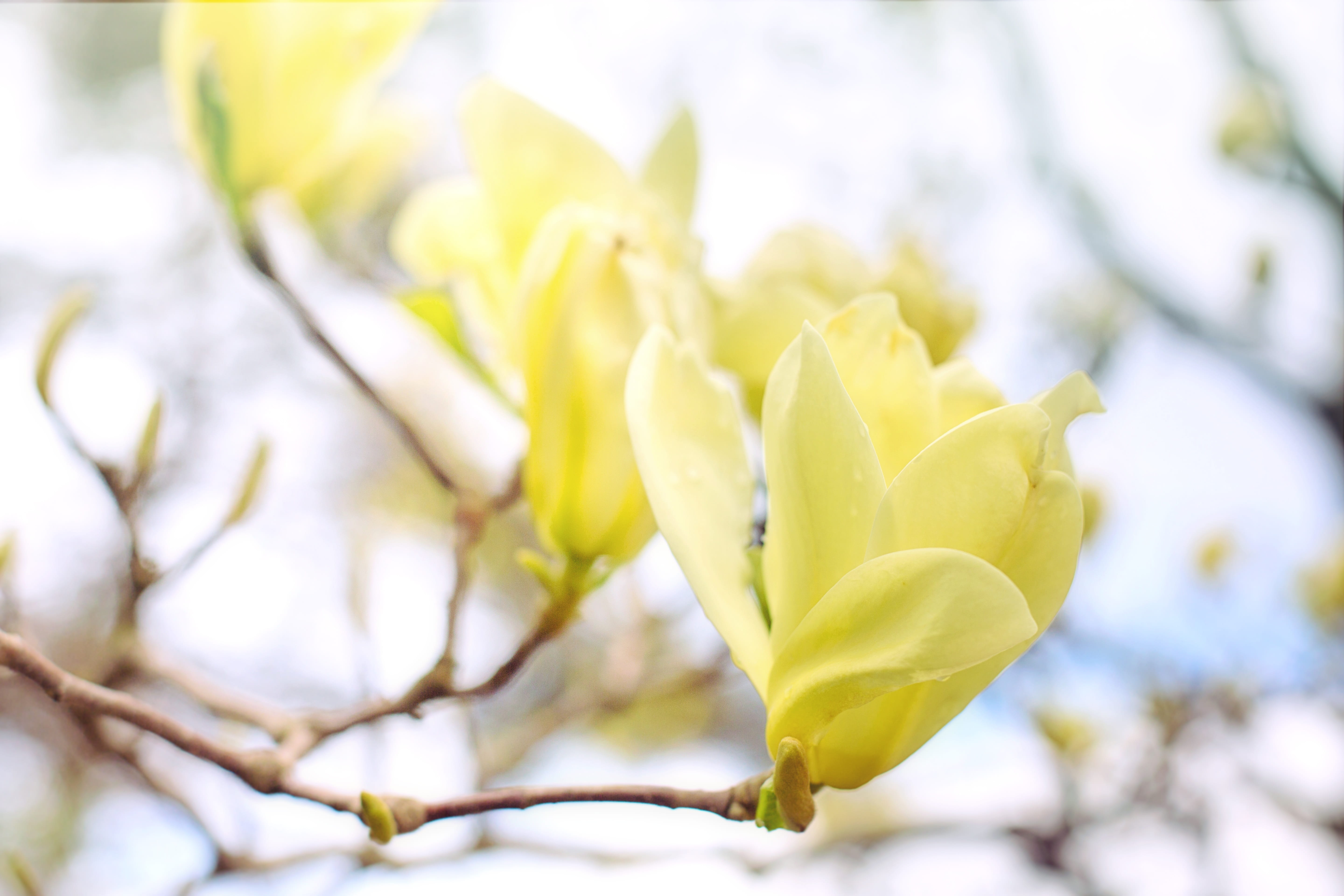 magnolia, tree, flowers, blooms, blossoms, yellow, goldfinch magnolia