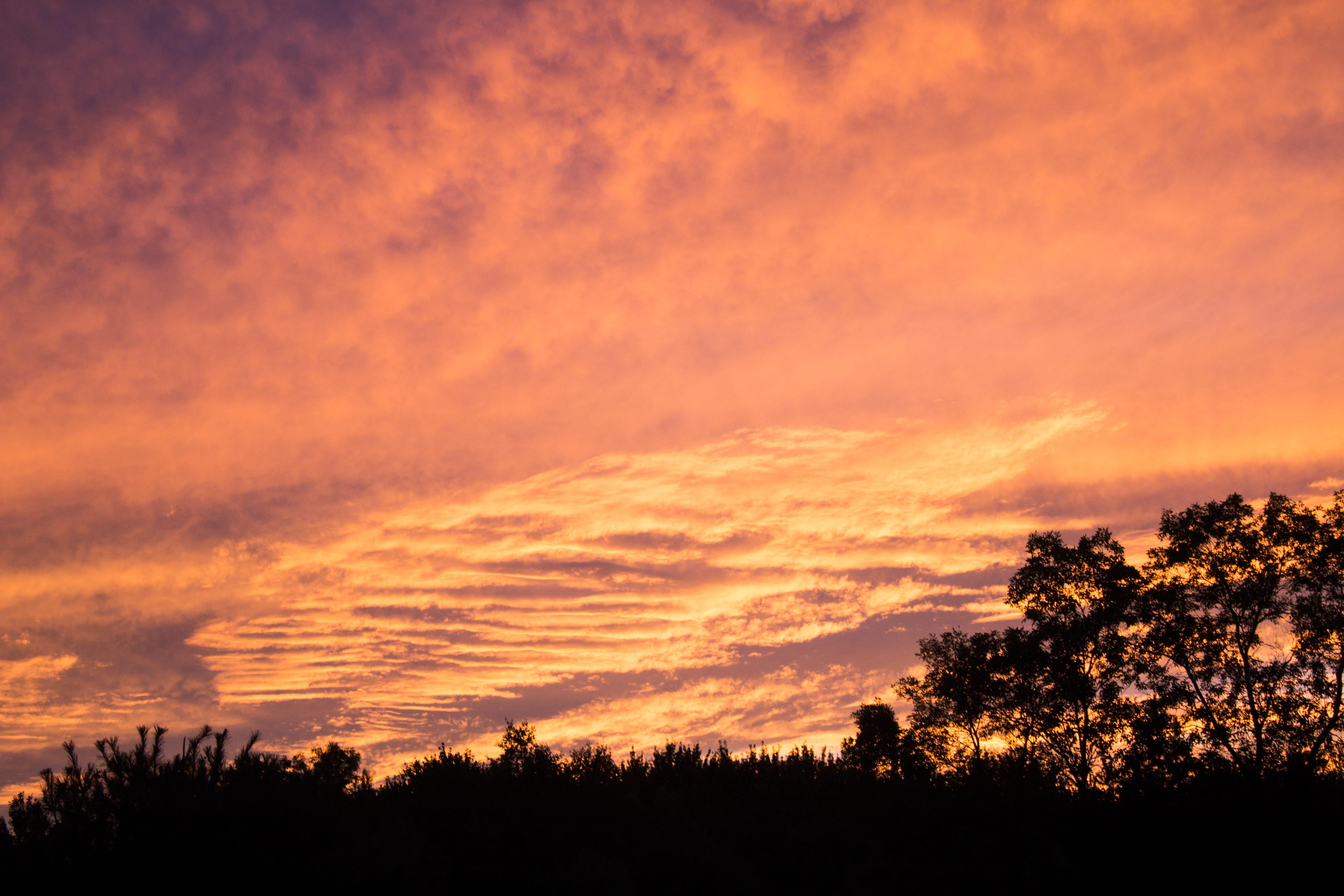 sunset, pink, yellow, clouds, cloudscape, trees, nature, landscape