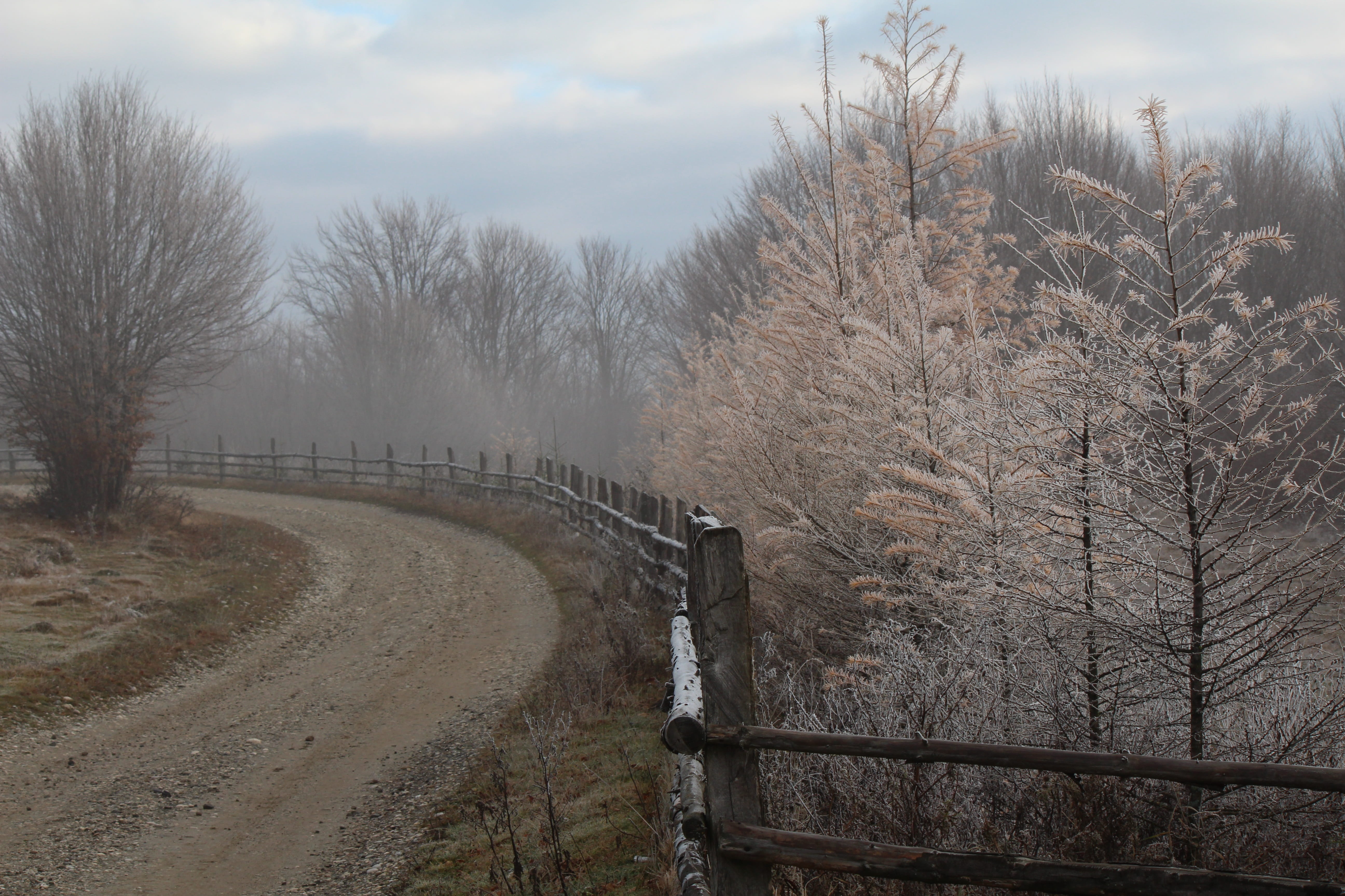 trees, winter, scene, bare tree, plant, sky, tranquil scene