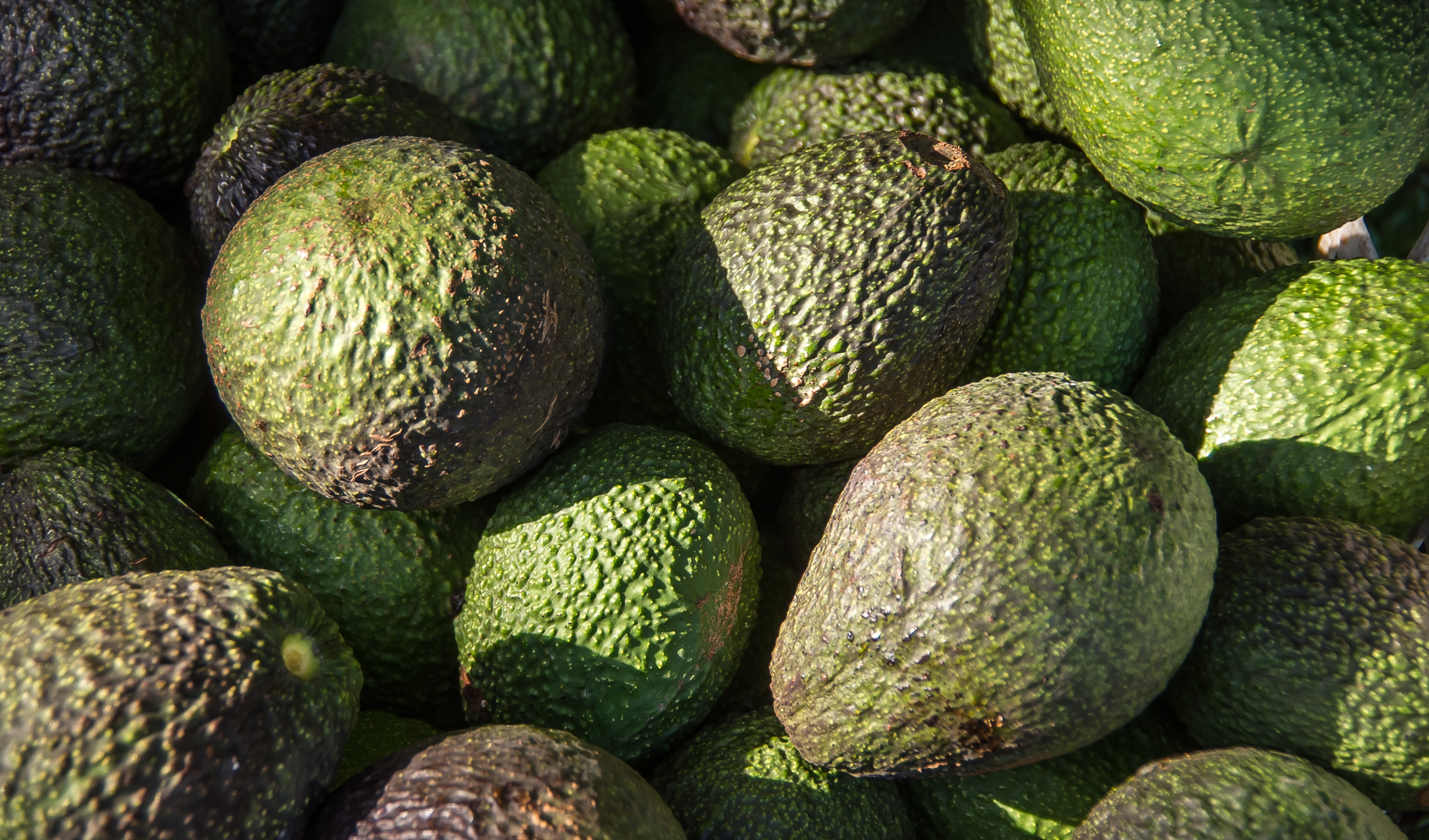 avocado fruit lot, hass avocado, avocados, green, harvest, picked