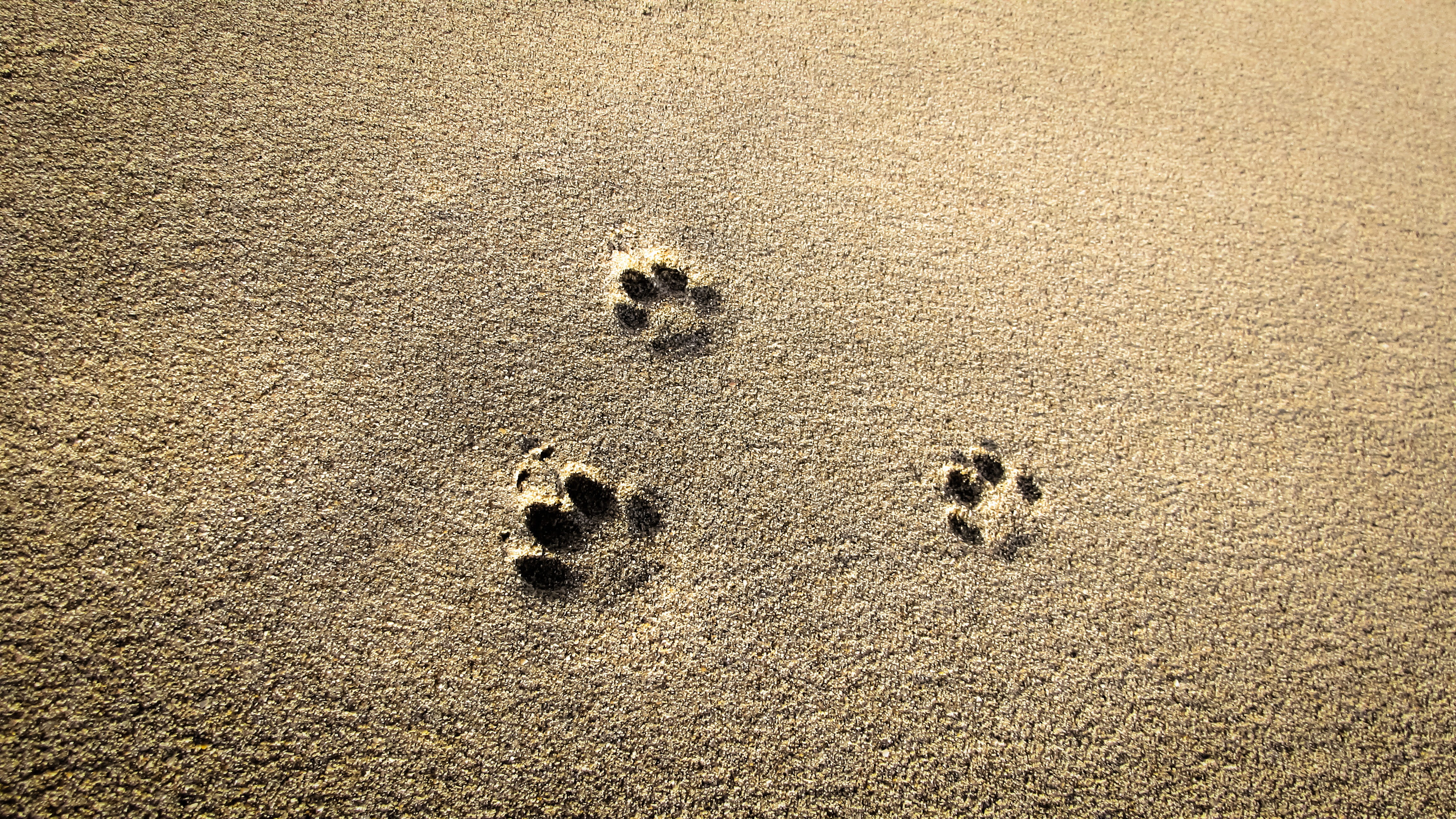 cat prints, sand, footprint, beach, mark, land, high angle view