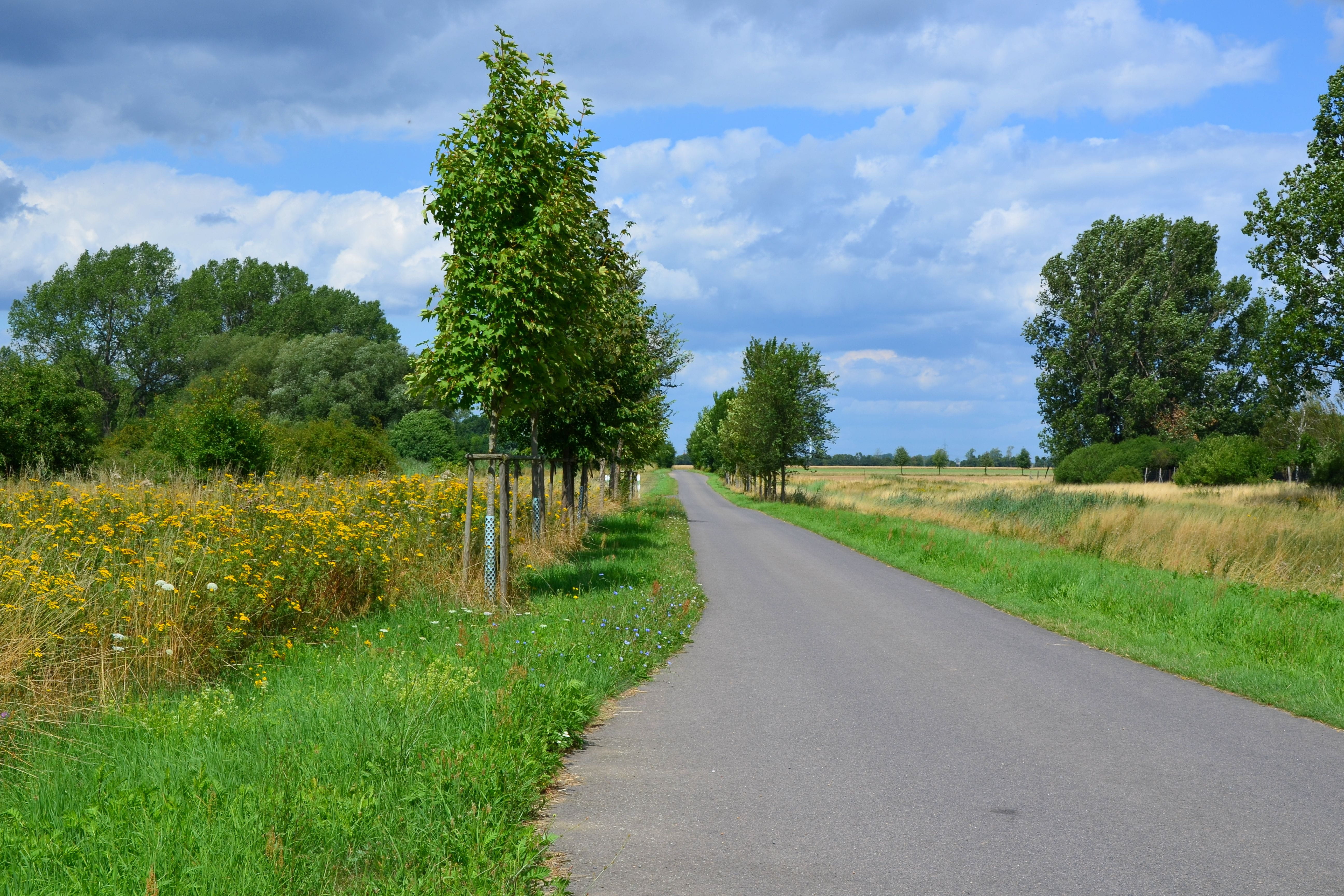 Landscape, Nature, Trail, Cycle Path, trees, reported, field