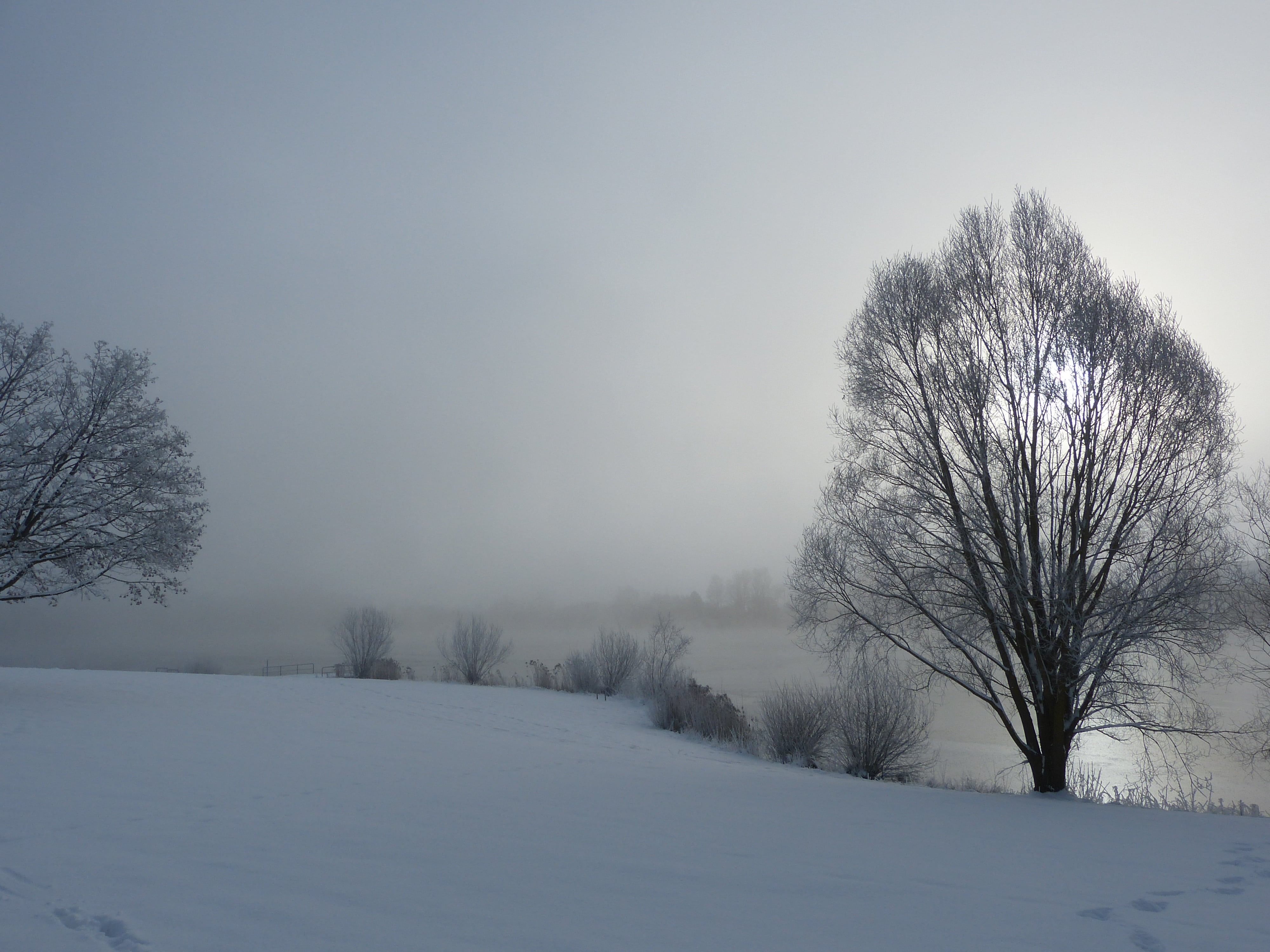 winter, snow, stretch, wintry, nature, cold, snowy, tree, cold - Temperature